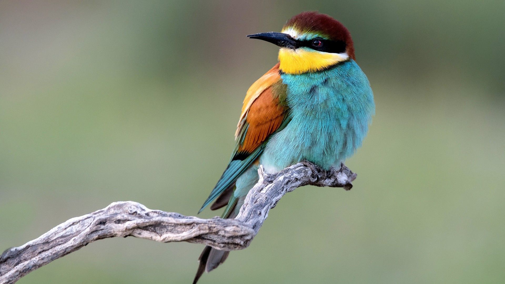 1920x1080 European Bee Eater With Blur Background HD Birds Wallpaper