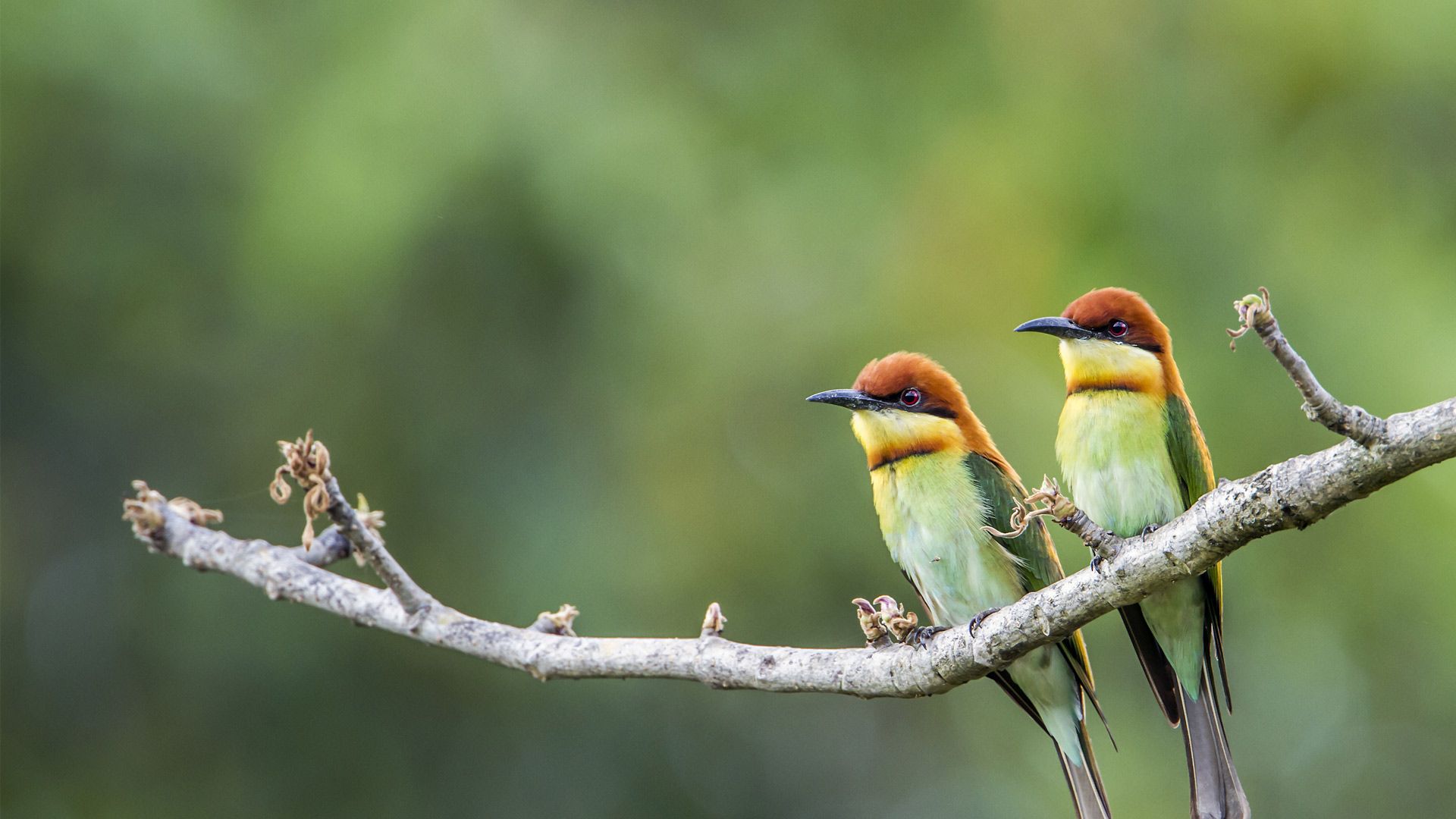 1920x1080 Bing Image: Chestnut Headed Bee Eaters Wallpaper Gallery