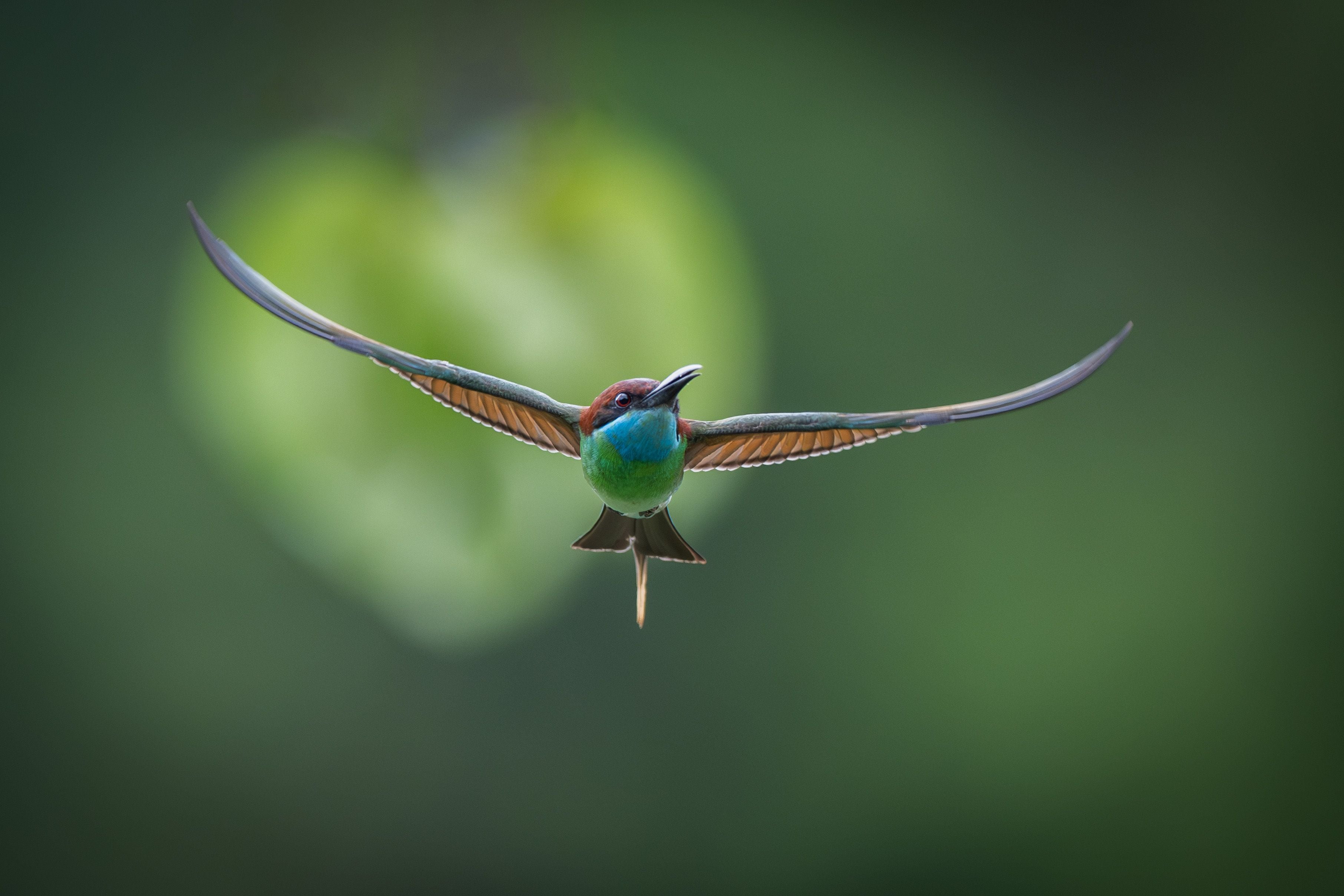 3625x2417 Stunning Capture Of A Bee Eater Bird In Flight · Free
