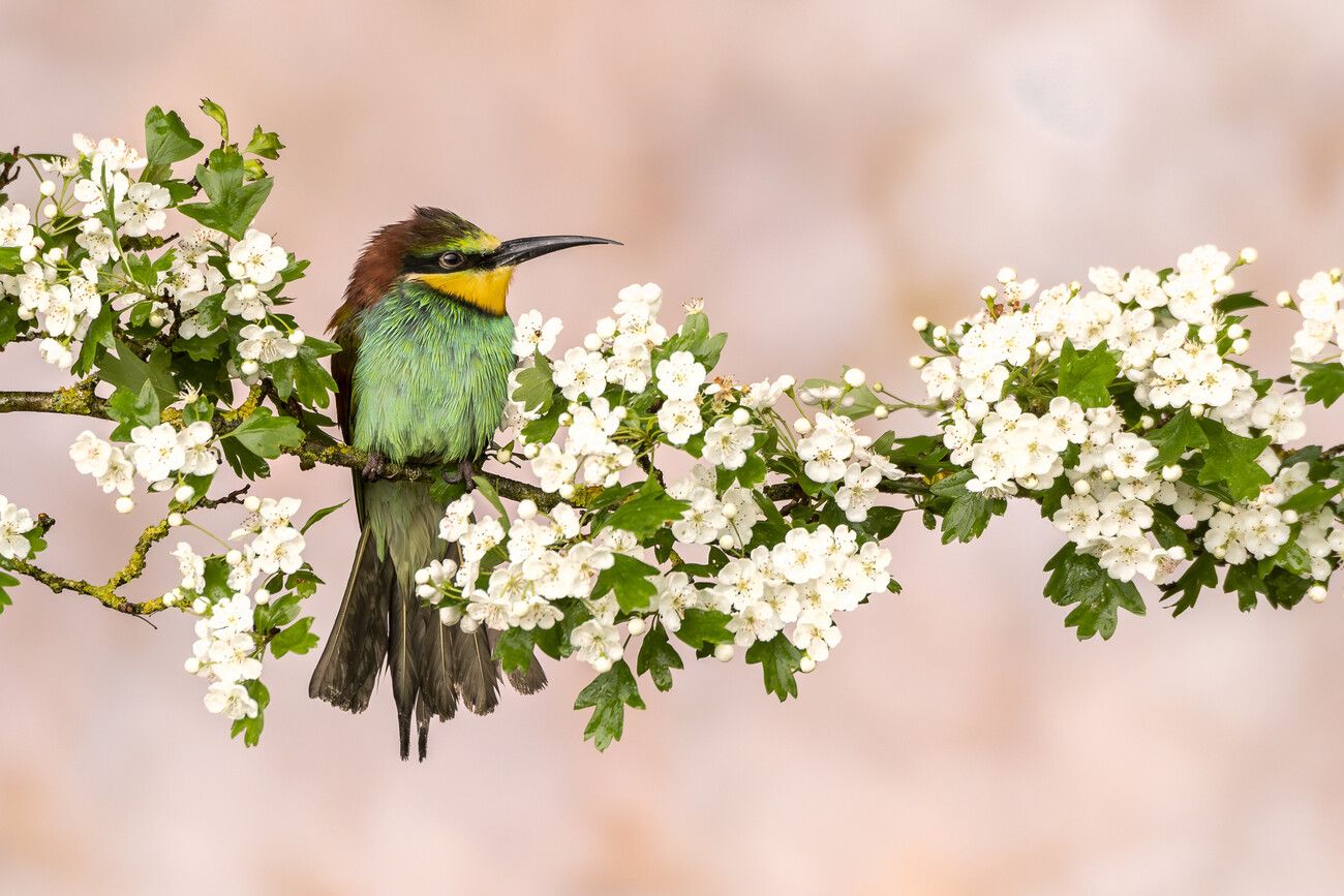 1300x867 Poster Bee Eater