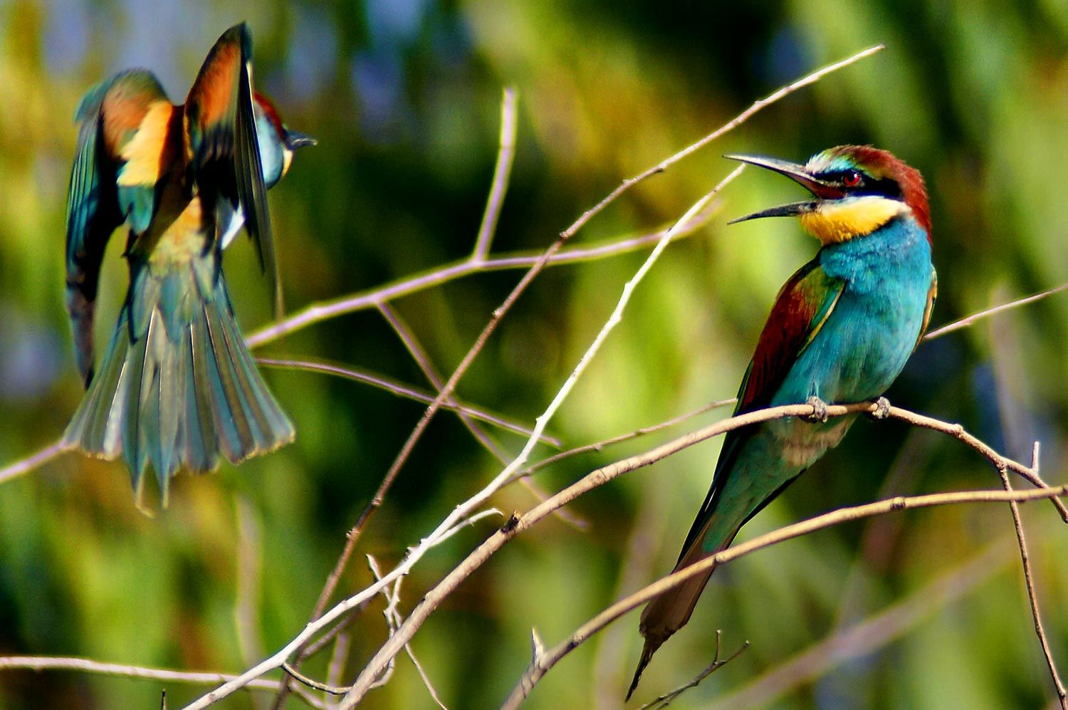 1500x997 European Bee Eater (Merops Apiaster)