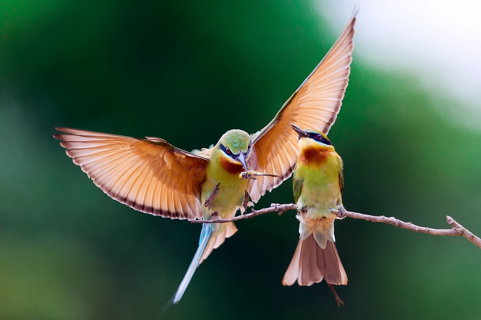 1920x1280 Phone wallpaper: Birds, Animal, Bee Eater, Bird 267833