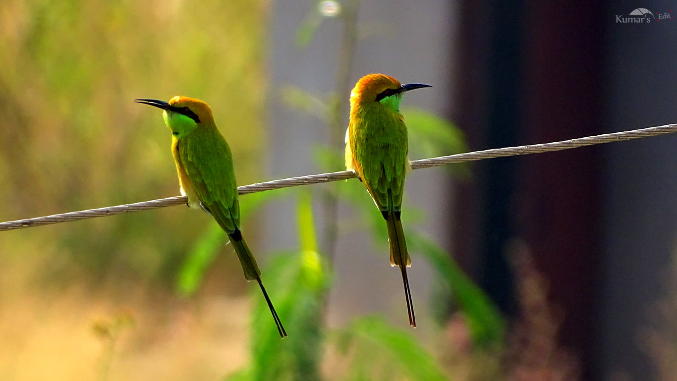 1366x769 Two Green Chirping Birds On Gray Cable, Bee Eater HD Wallpaper