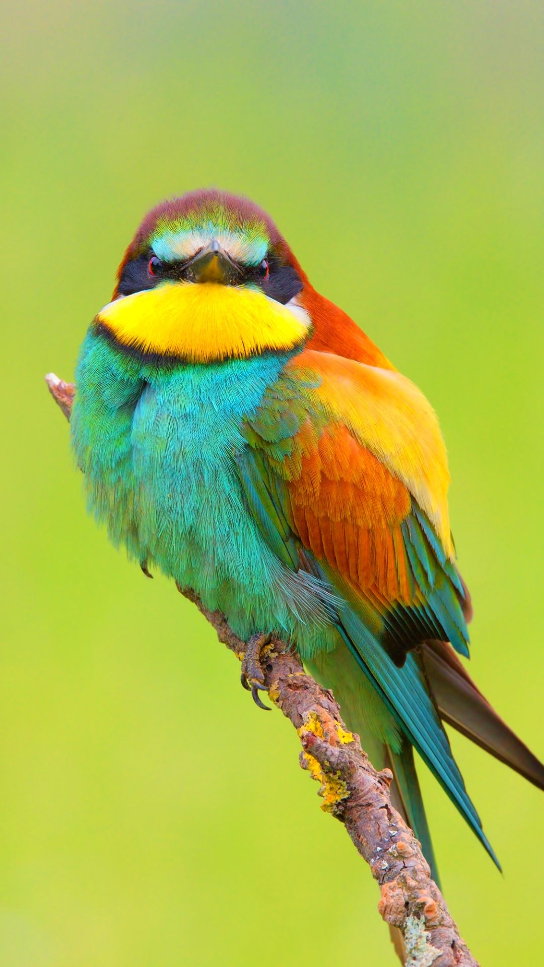 1080x1920 Phone wallpaper: Animal, European Bee Eater, Bird, Bee Eater, Birds 1156348