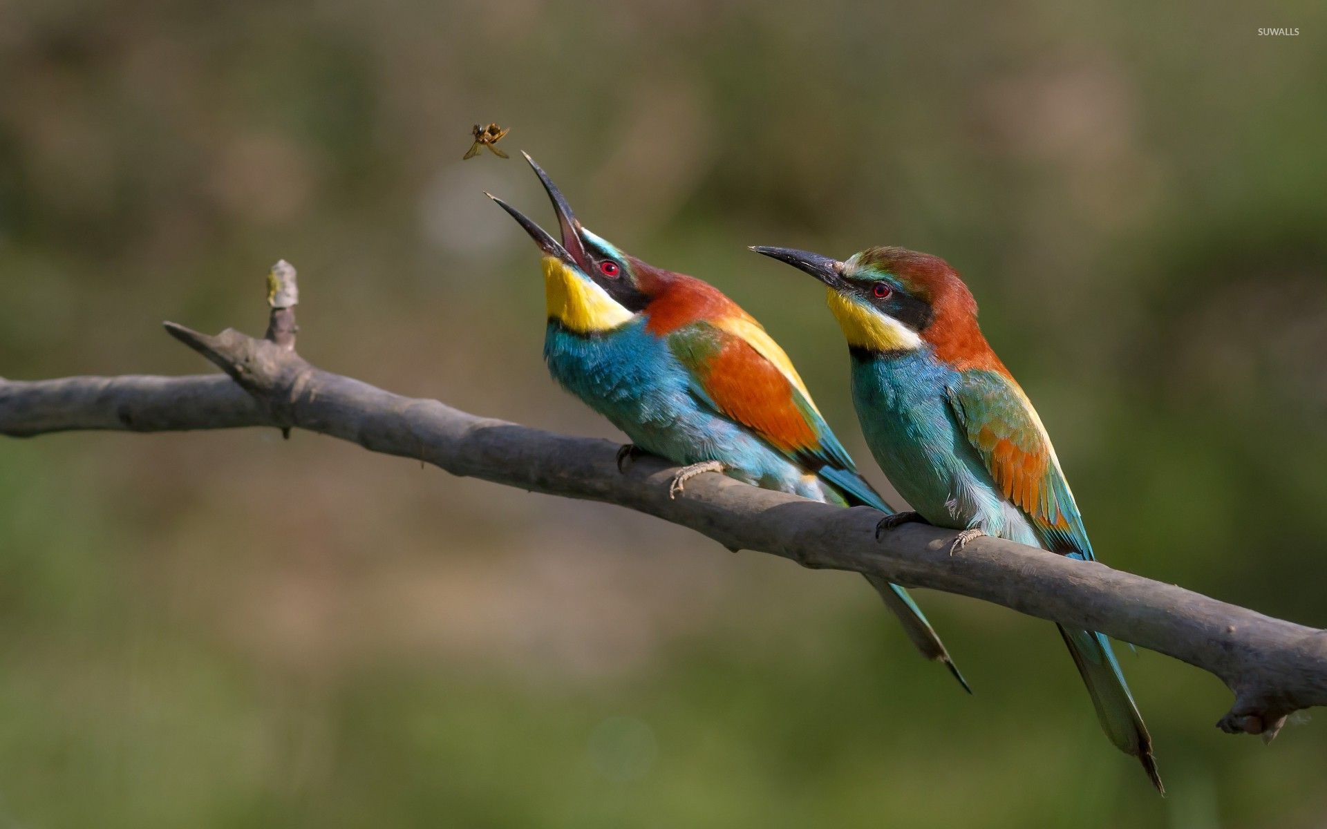 1920x1200 European Bee Eater Wallpaper Wallpaper