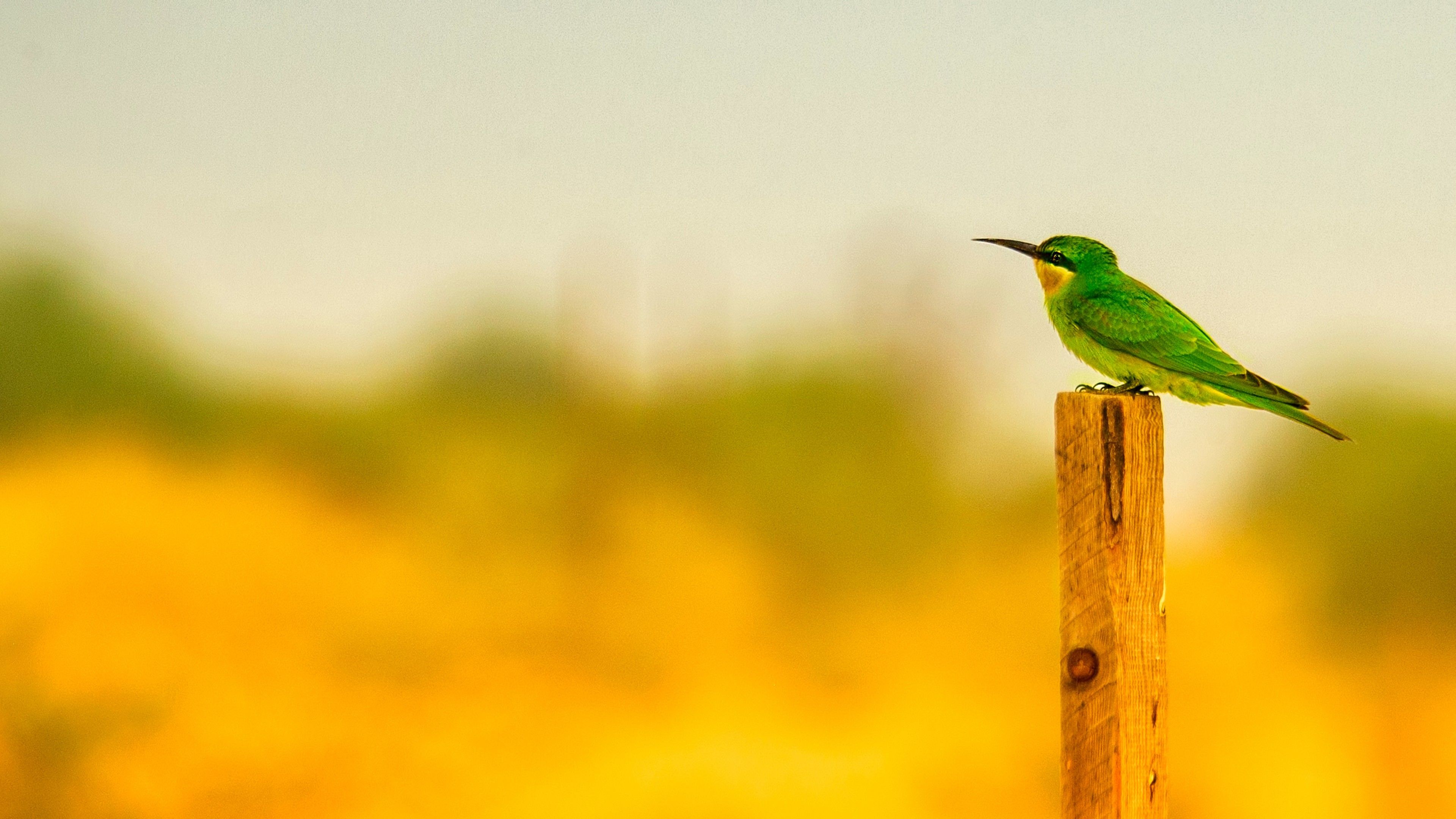 3840x2160 Green Bee Eater Is Standing On Wood Stick In Blur Yellow Background 4K 5K HD Birds Wallpaper