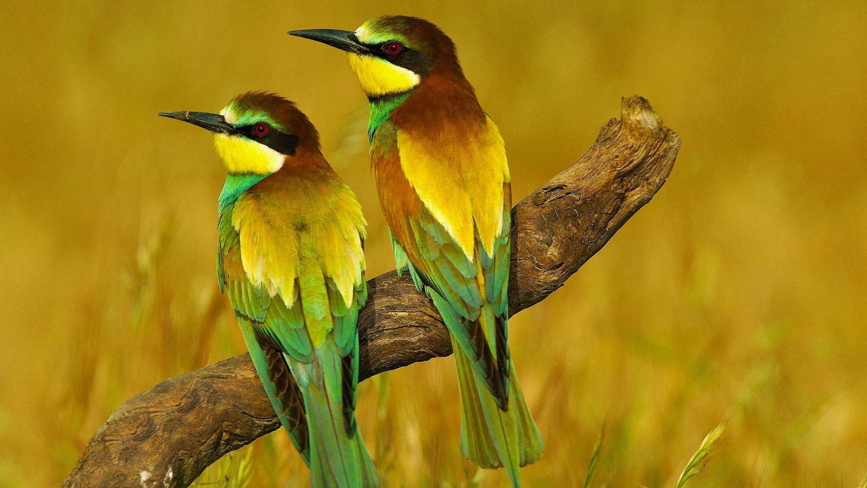 3000x1688 birds bee eaters Wallpaper HD / Desktop and Mobile Background