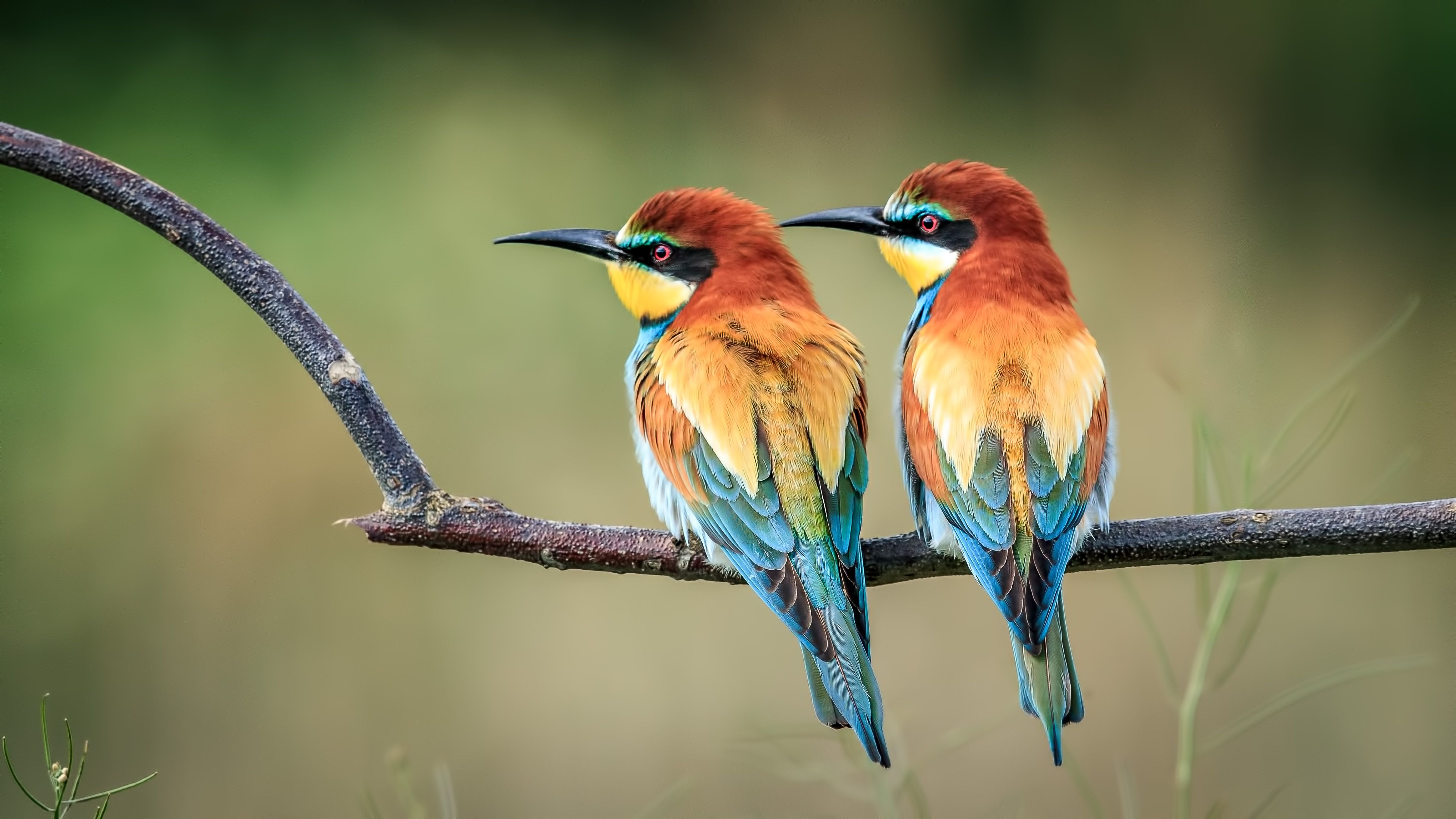 4078x2294 European Bee Eater Wallpaper, HD Birds Wallpaper, 4k Wallpaper, Image, Background, Photos and Picture