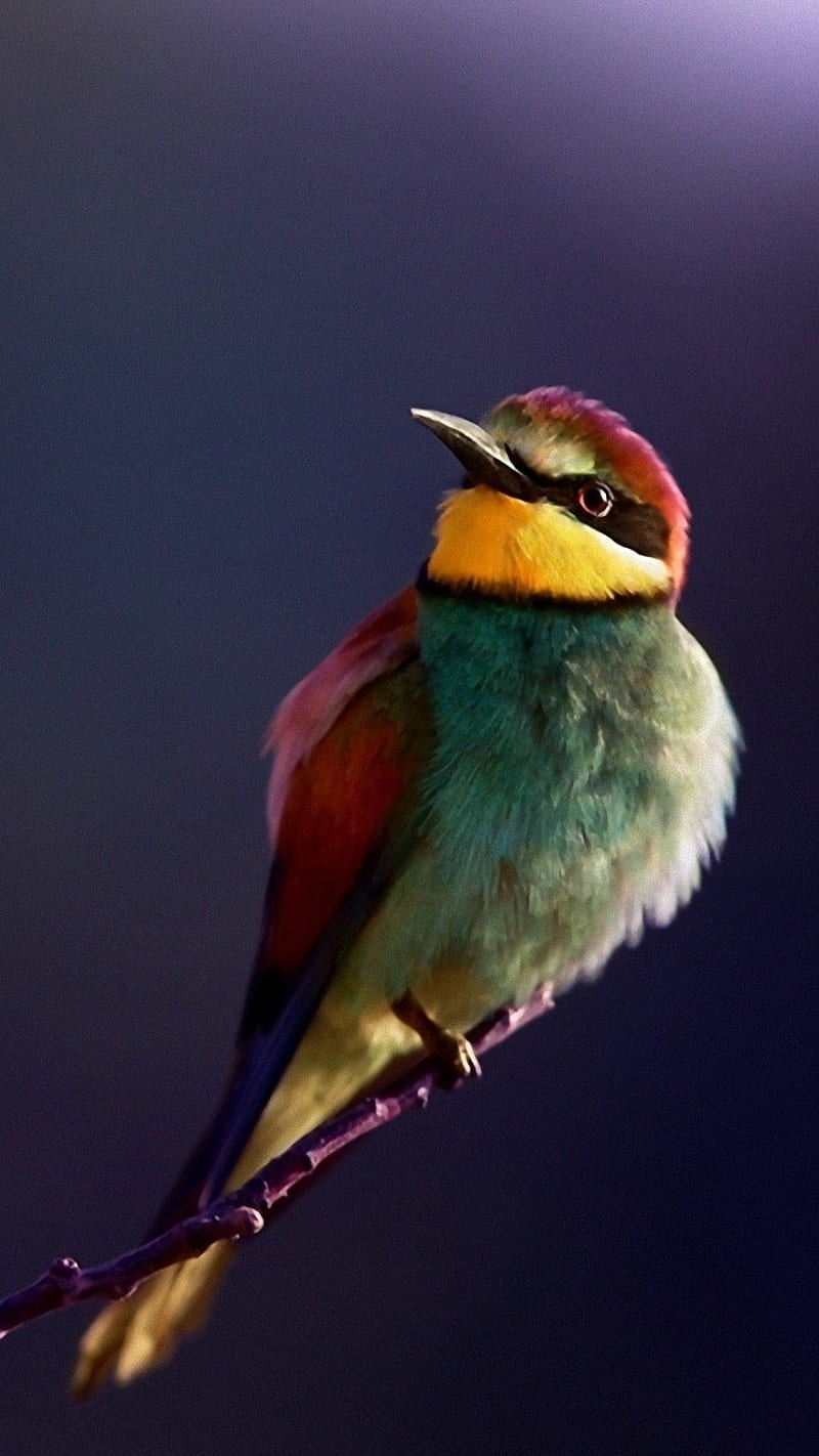 800x1422 Bee eater, bird, bee eater, colorful bird, dark, HD phone wallpaper
