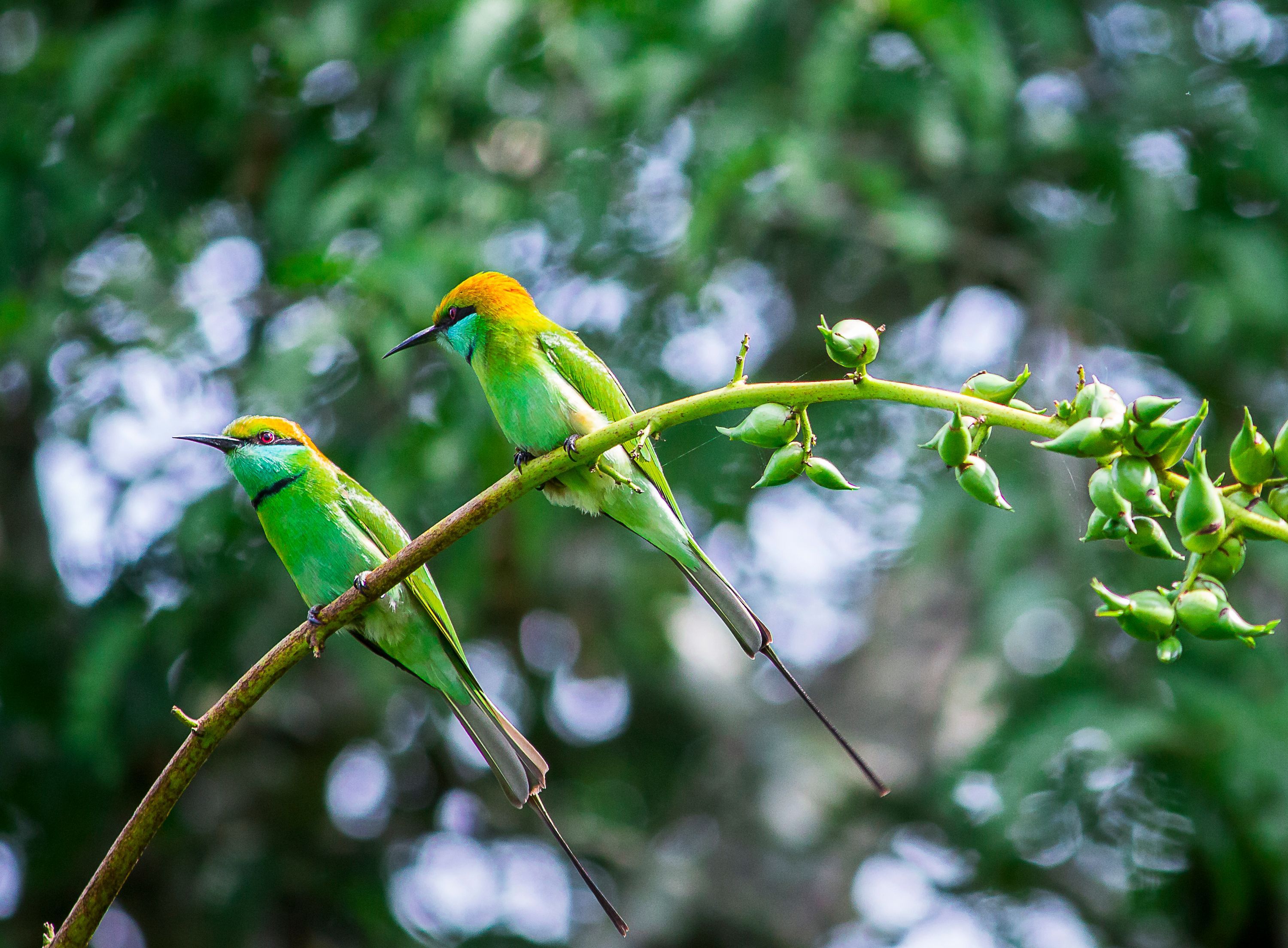 3000x2209 Bee Eater birds sitting on barbed wire · Free