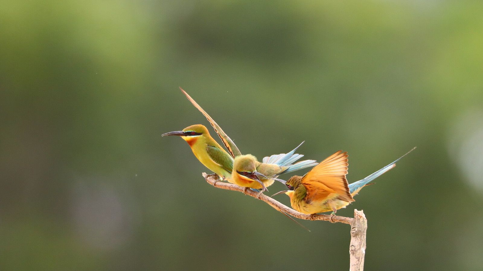 1600x900 Blue Tailed Bee Eater