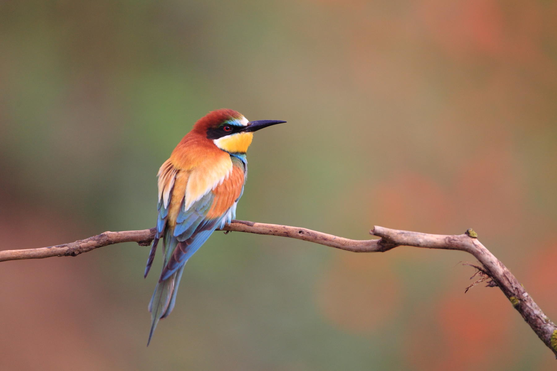 1800x1200 Bee Eater Hide (Hungary)
