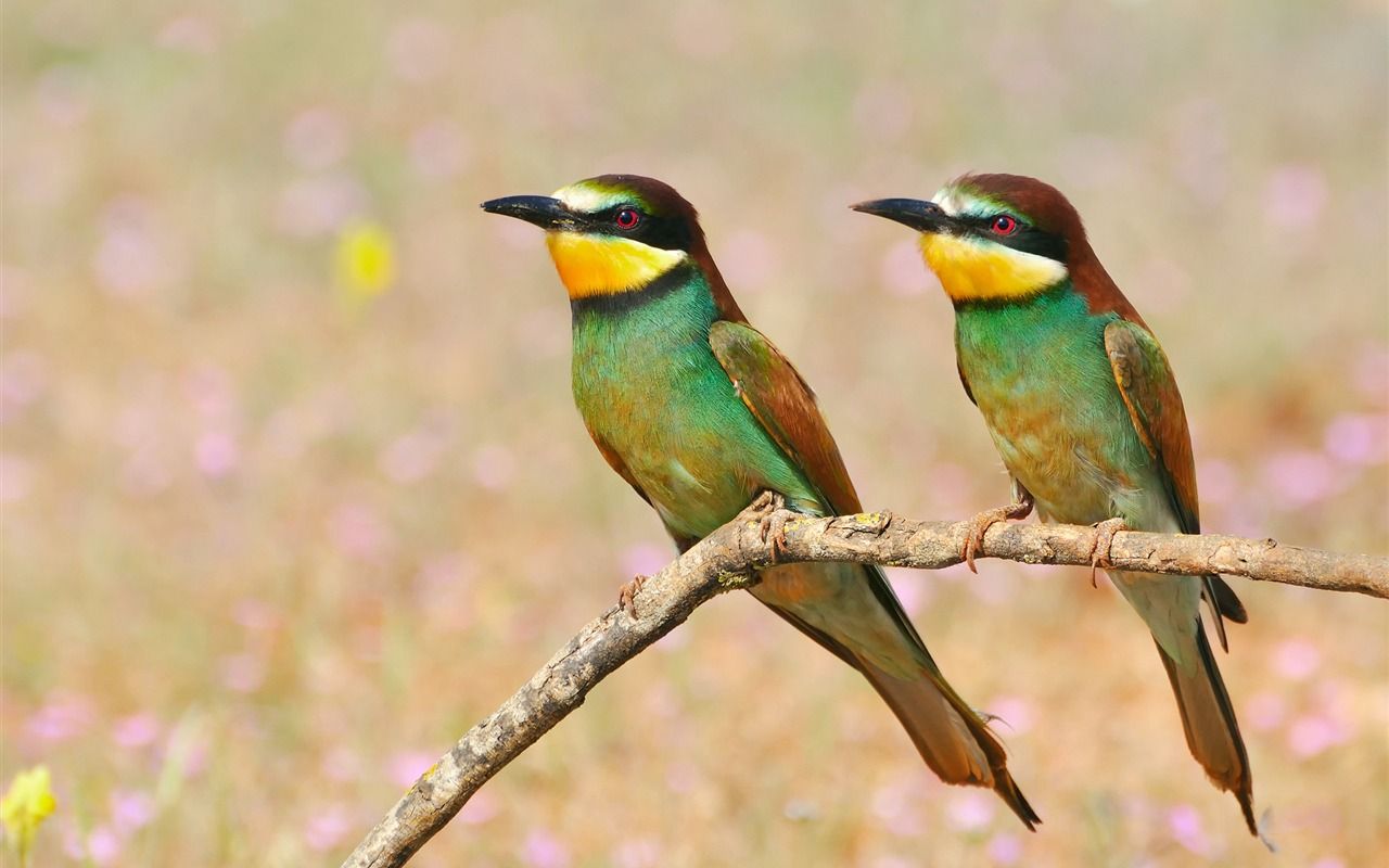1280x800 Golden Bee Eater Bird High Quality Wallpaper