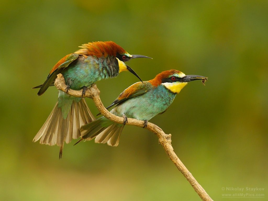 1024x768 European Bee Eater (Merops Apiaster)