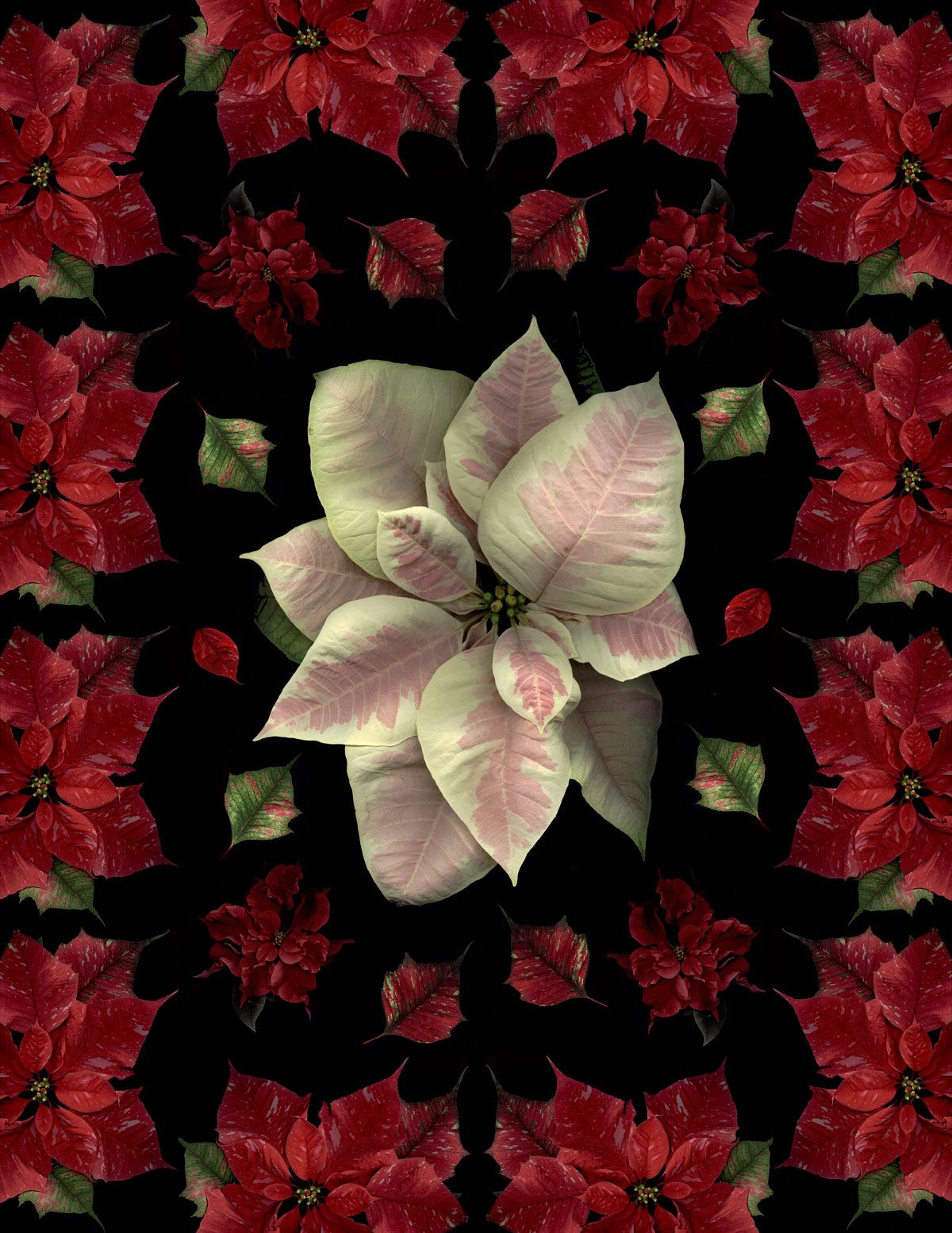 1200x1555 Garden Blogger Bloom Day Scans