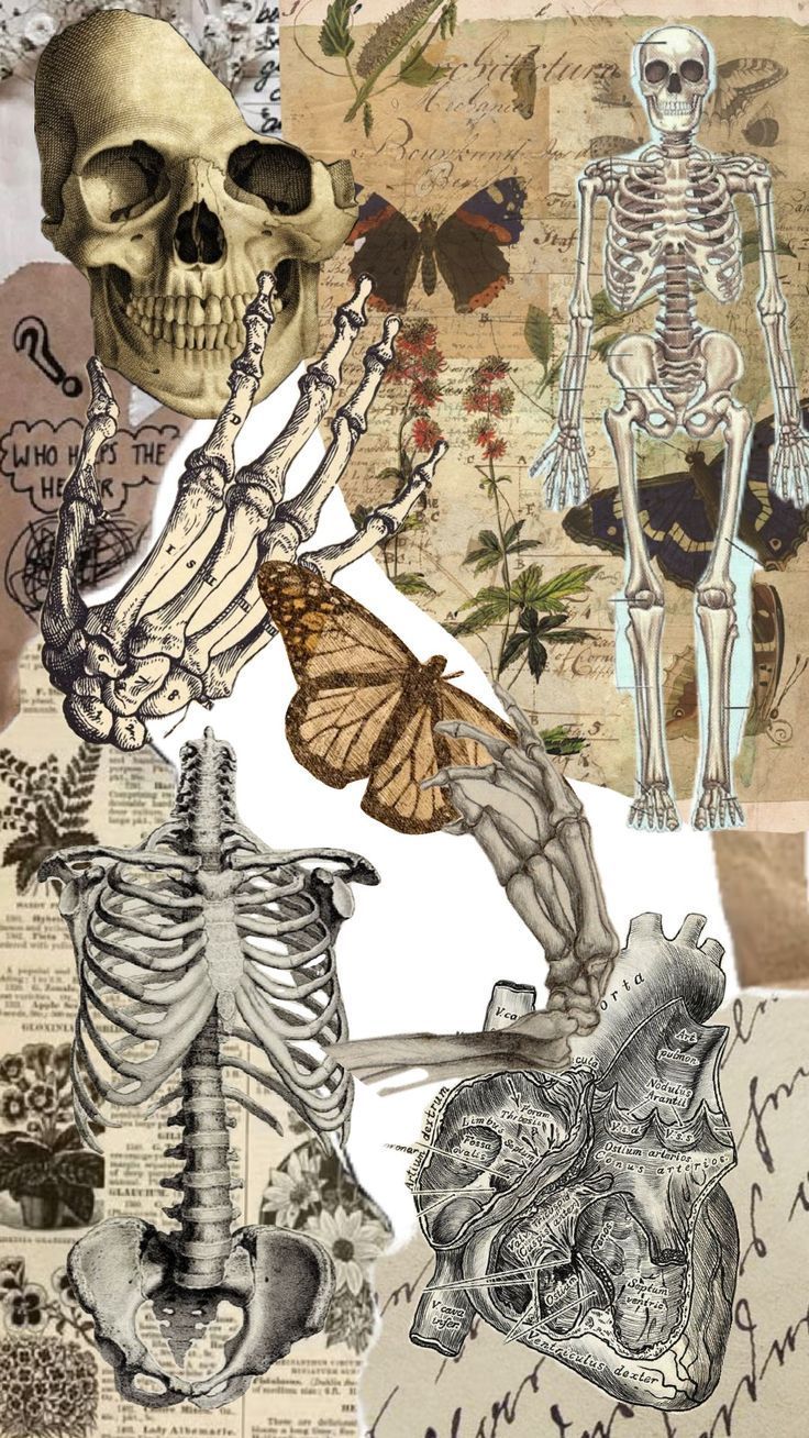 736x1308 Human bones wallpaper. Aesthetic anatomy background, Bonelab wallpaper, Darkaesthetic