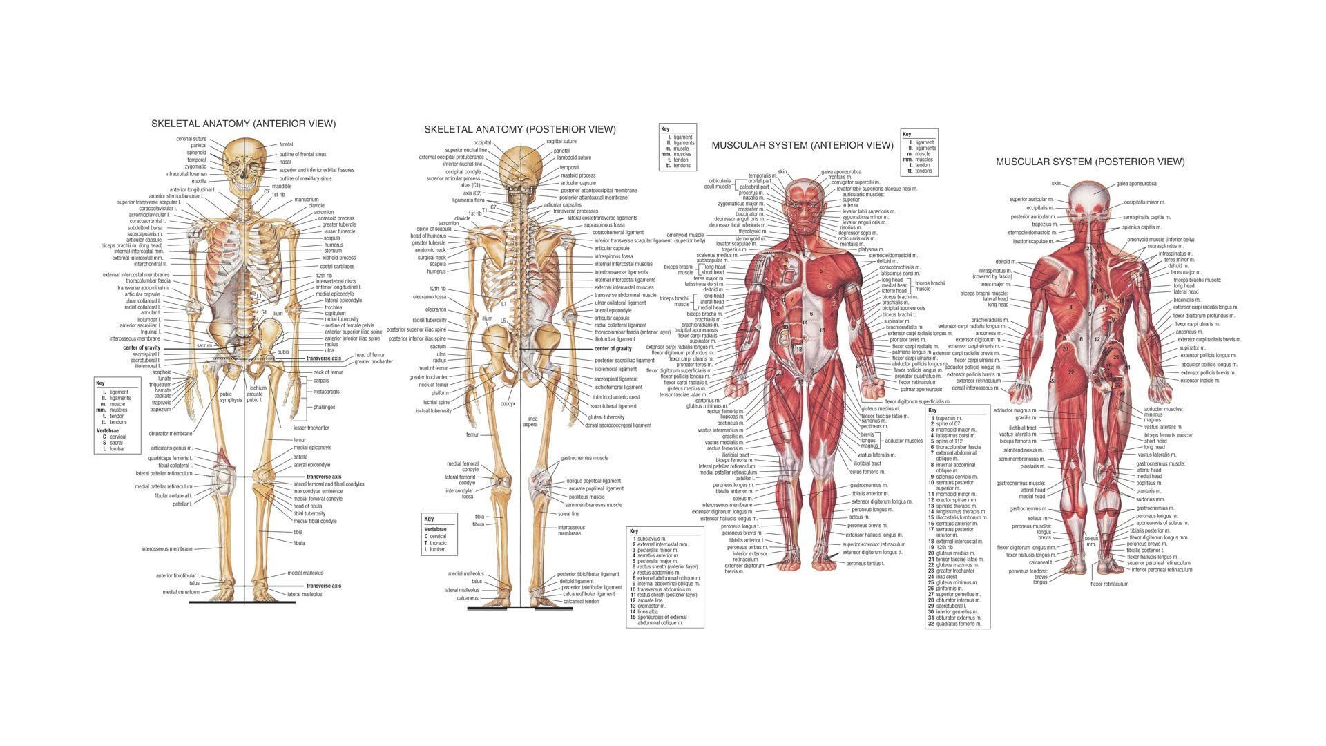 1920x1080 Human Anatomy HD: Detailed Skeleton & Muscle Graph Wallpaperx1080