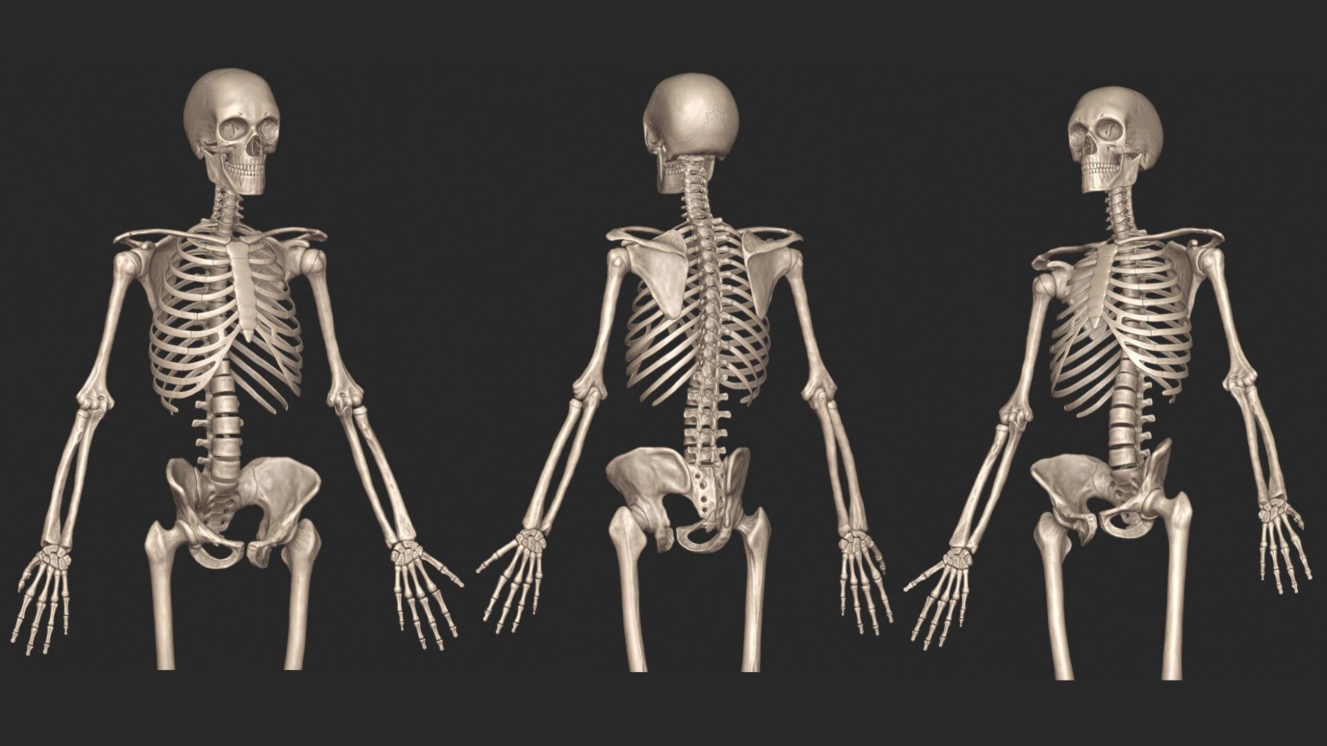 1920x1080 Palkansh Khandelwal Human Skeletal System