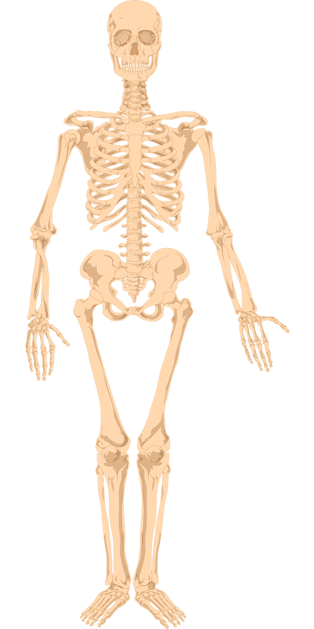 640x1280 Human Skeleton Image & Picture in HD