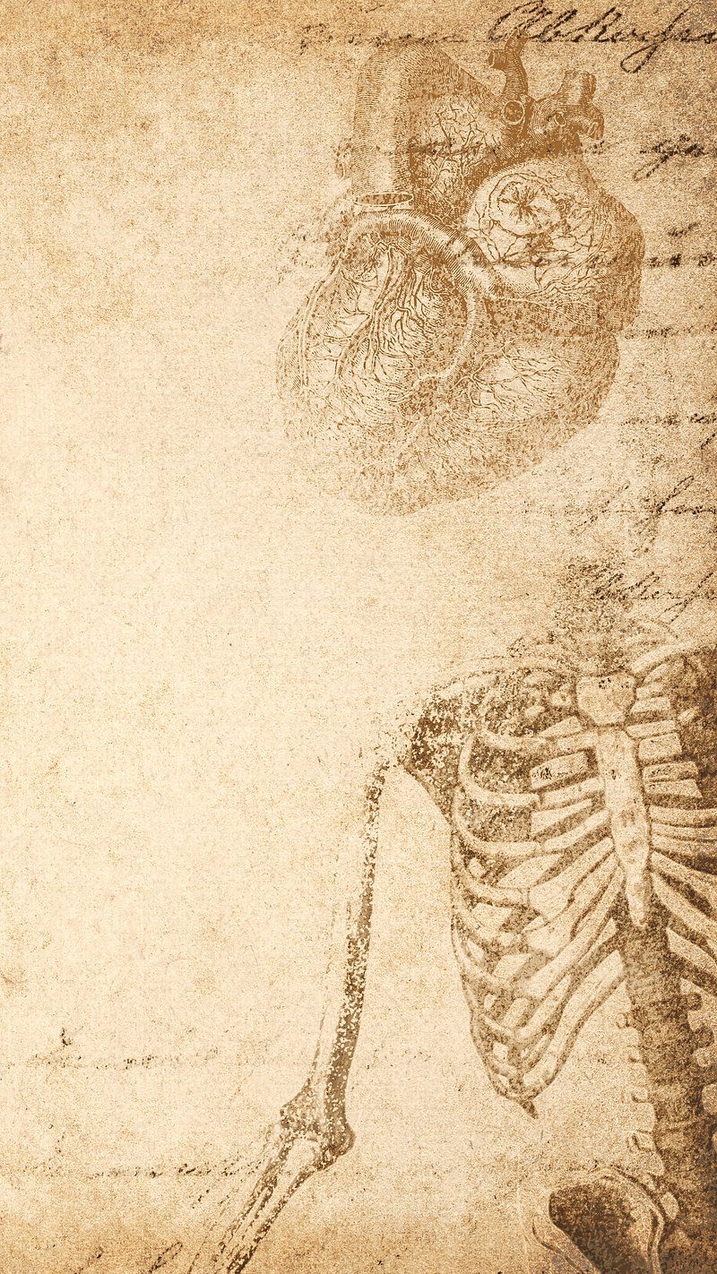 800x1422 Bones Anatomy Image Wallpaper