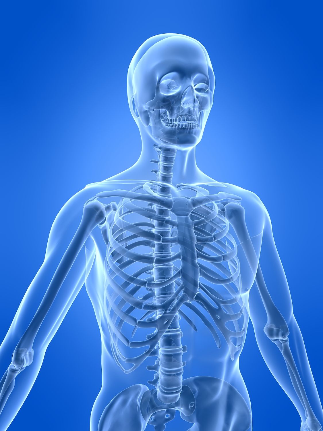 1125x1500 The Human Skeletal System