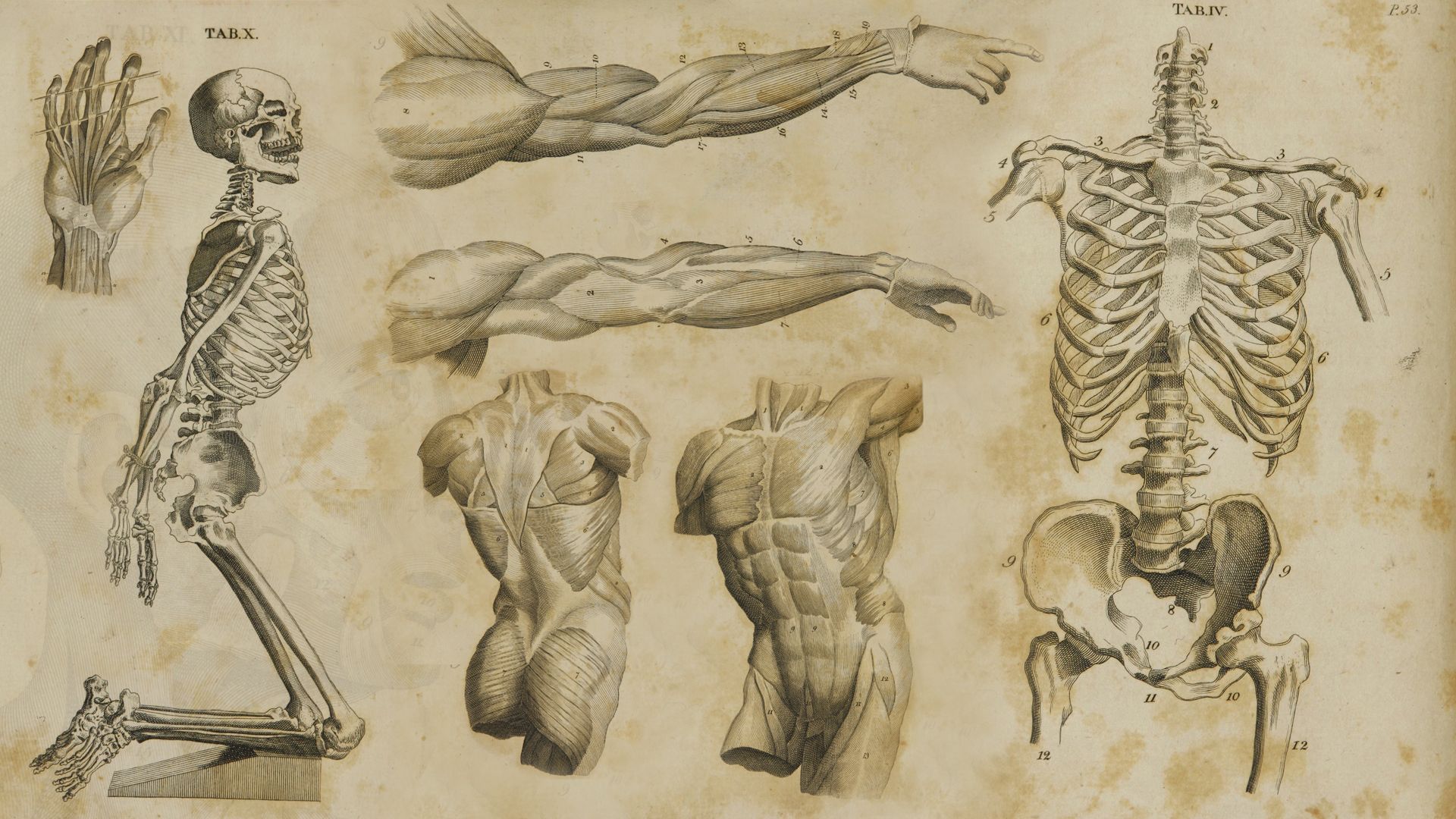 1920x1080 Anatomical Artistry: HD Exploration of the Human Formx1080