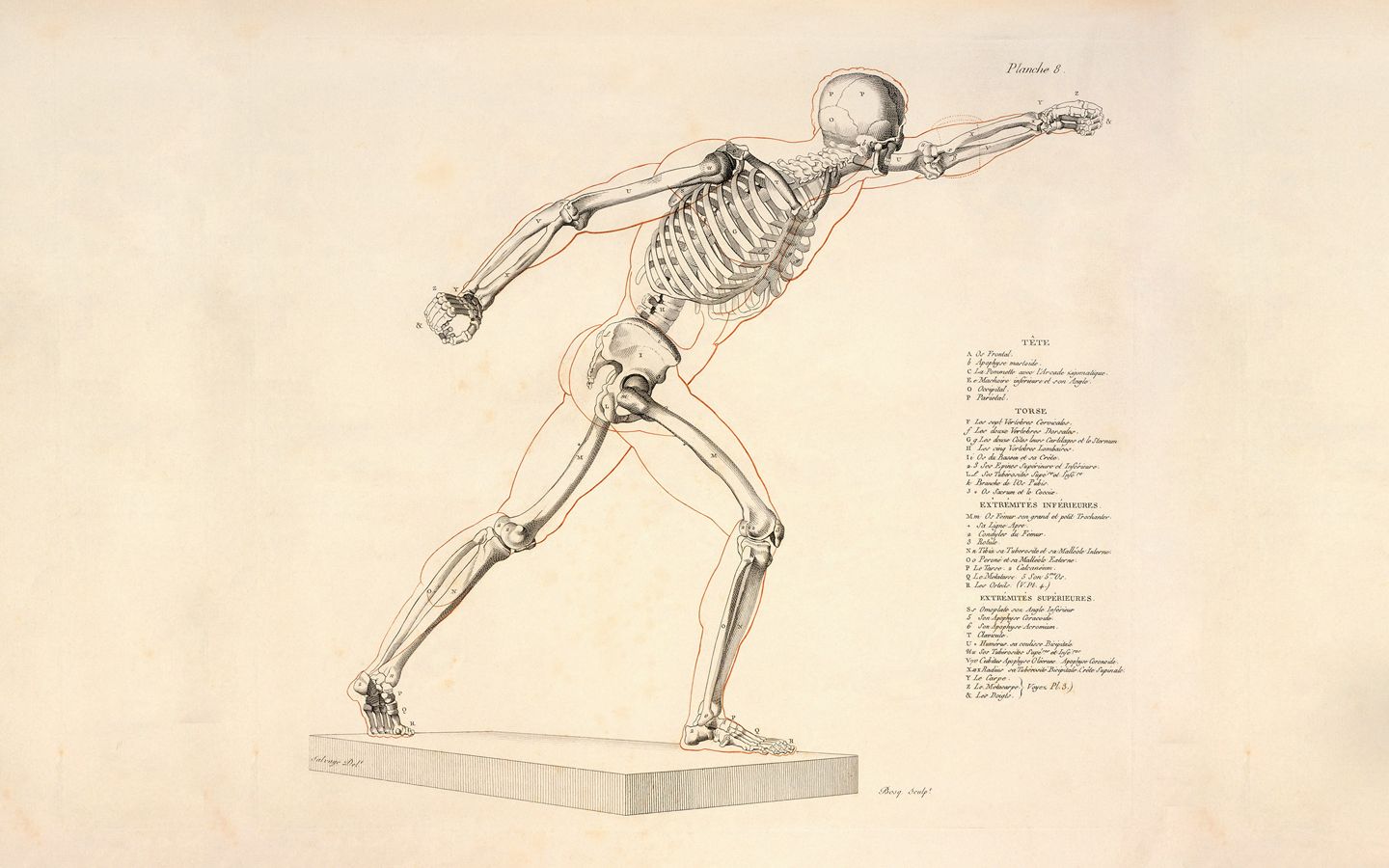 1440x900 anatomy, Skeletons Wallpaper HD / Desktop and Mobile Background