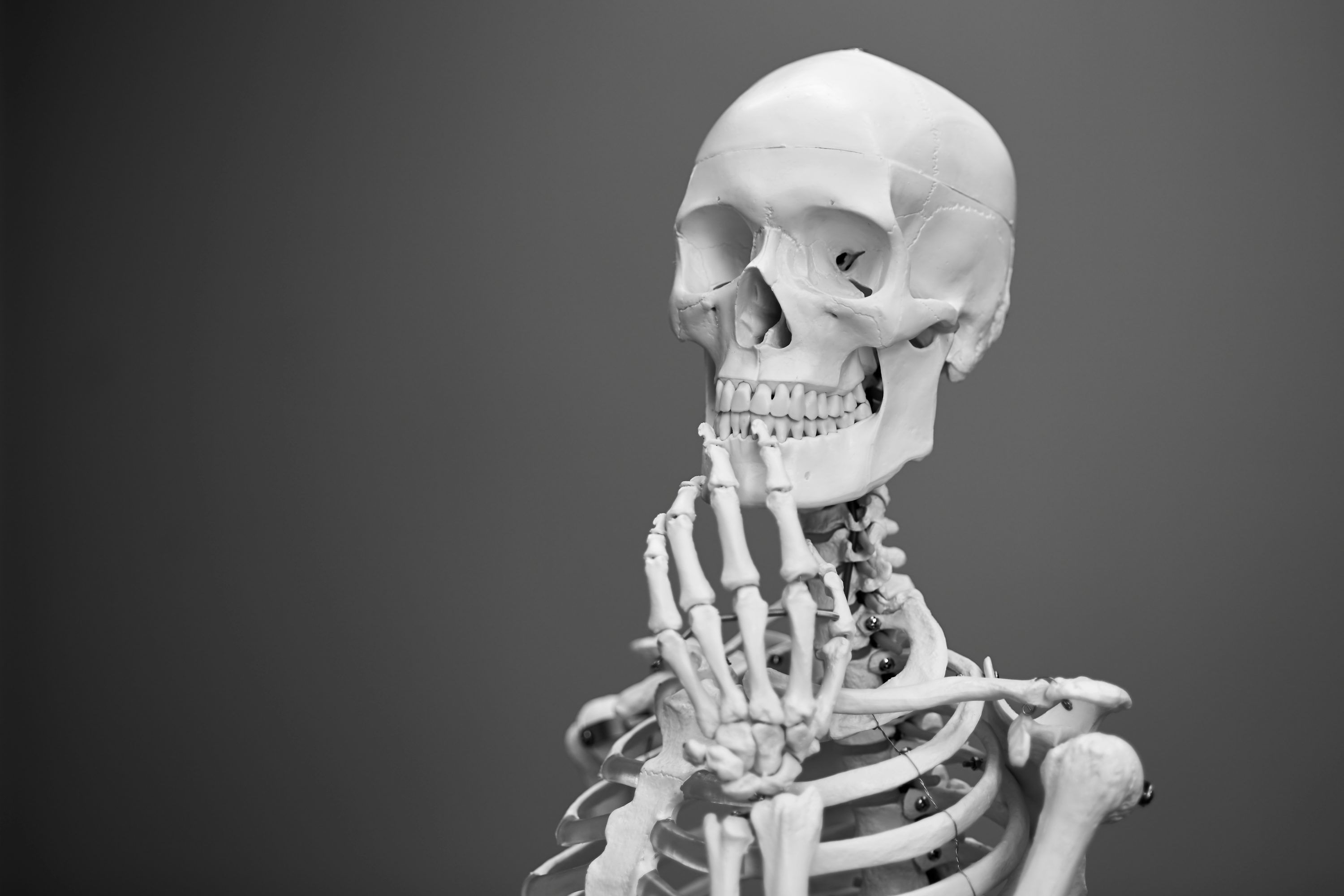 3000x2000 Human Skeleton Picture. Download Free Image