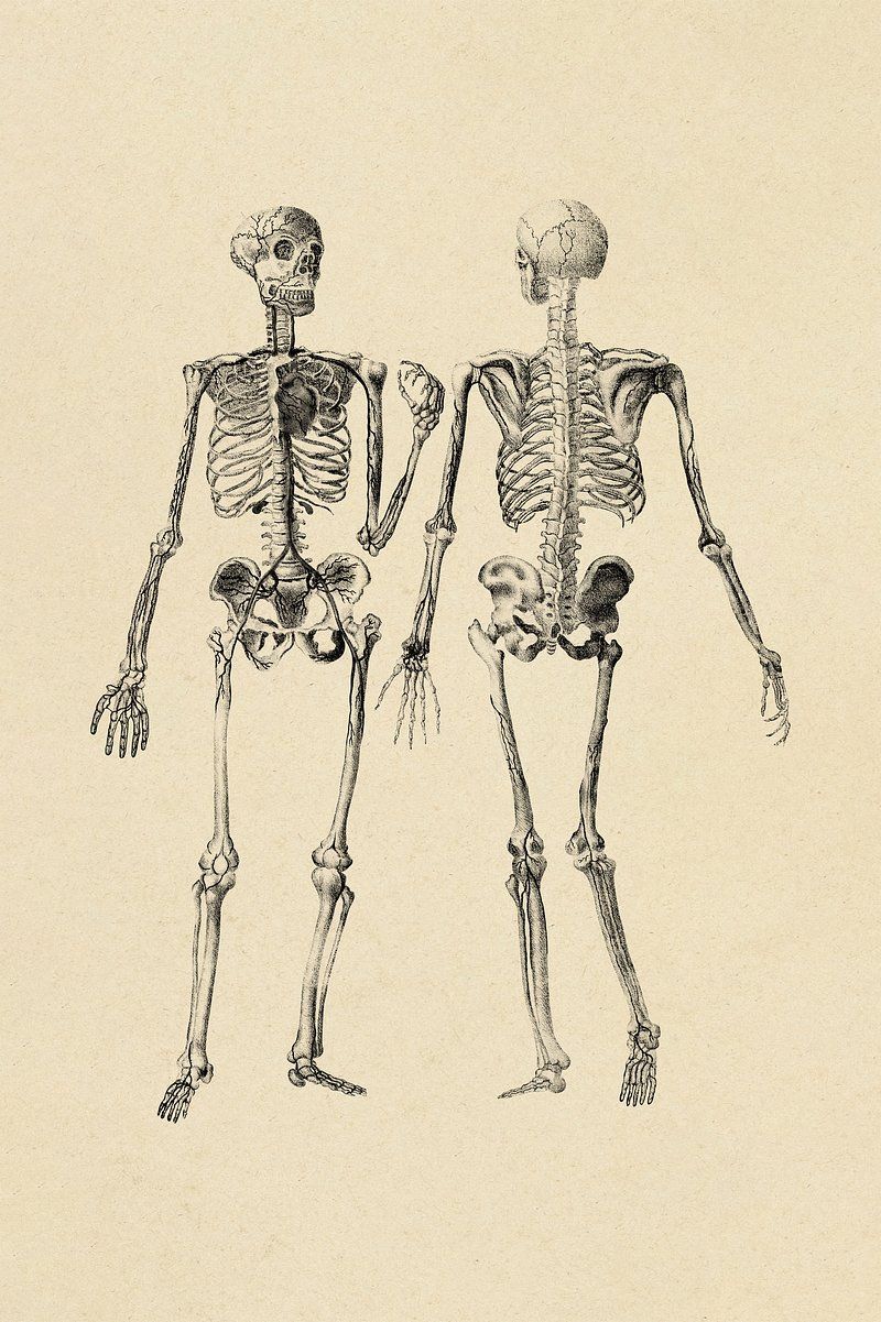 800x1201 Medical Vintage Skeleton Illustration Anatomy Art Image Wallpaper