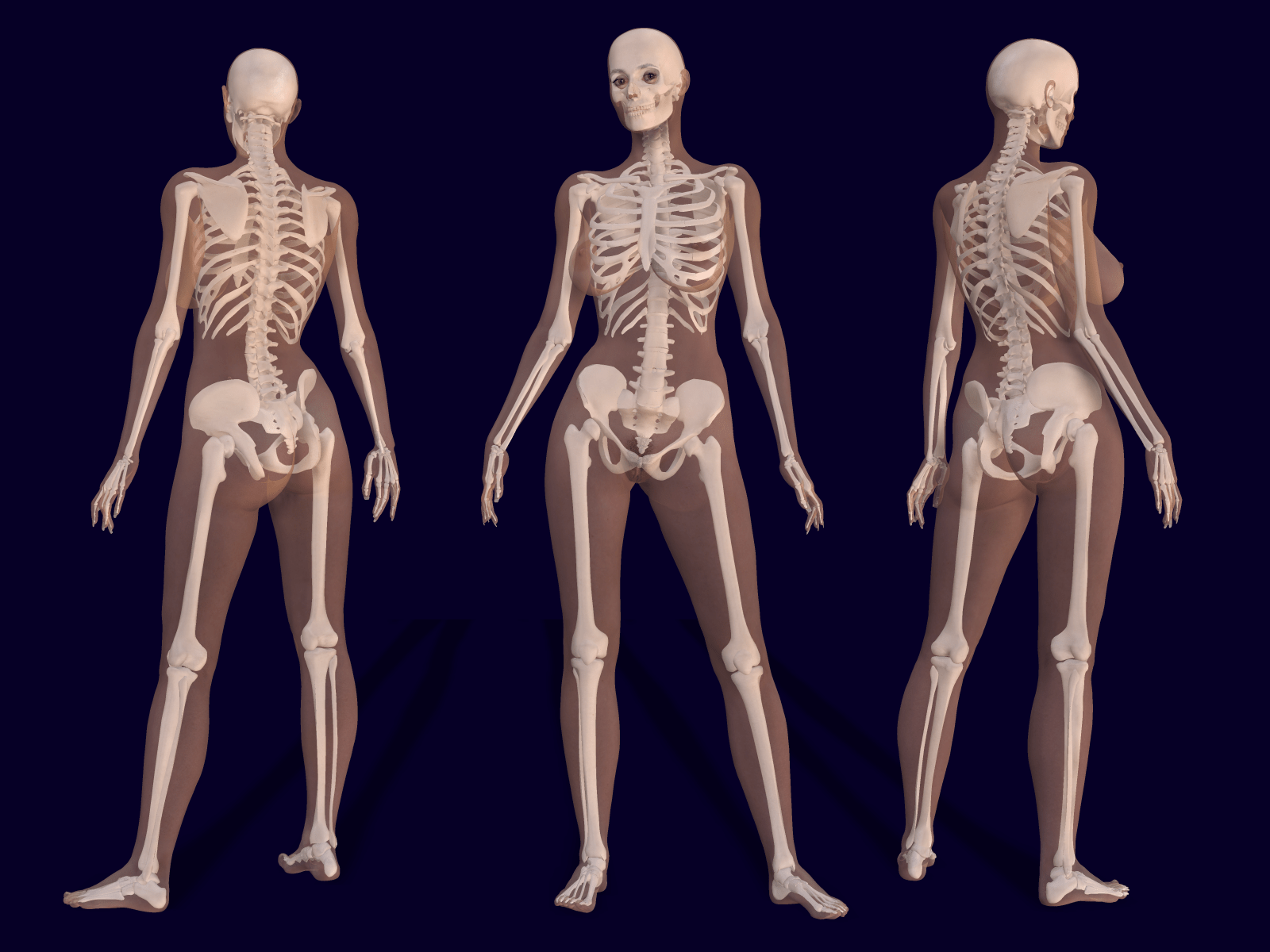 1600x1200 3D Female Skeleton Anatomy.png