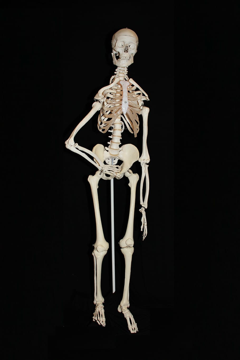 910x1365 HD wallpaper: white skeleton, human, skull, bone, human anatomy, skull and crossbones