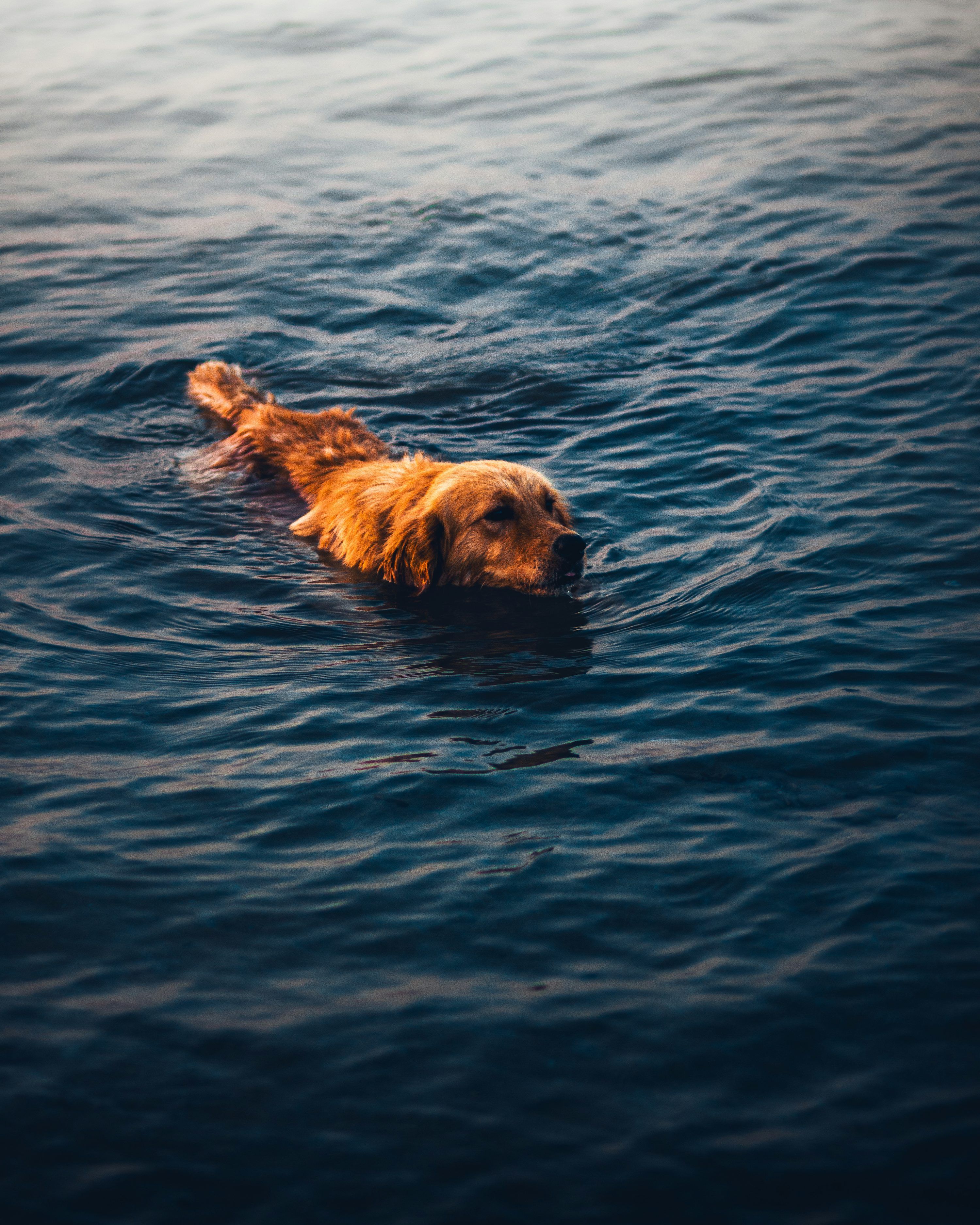 3000x3751 A dog swimming in the water with his head above the water photo