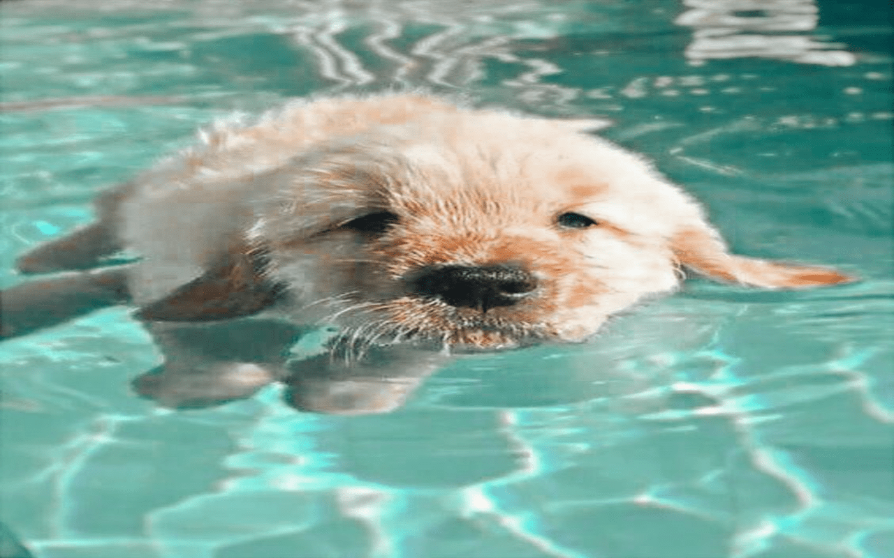 1280x800 Swimming dog wallpaper Web Store