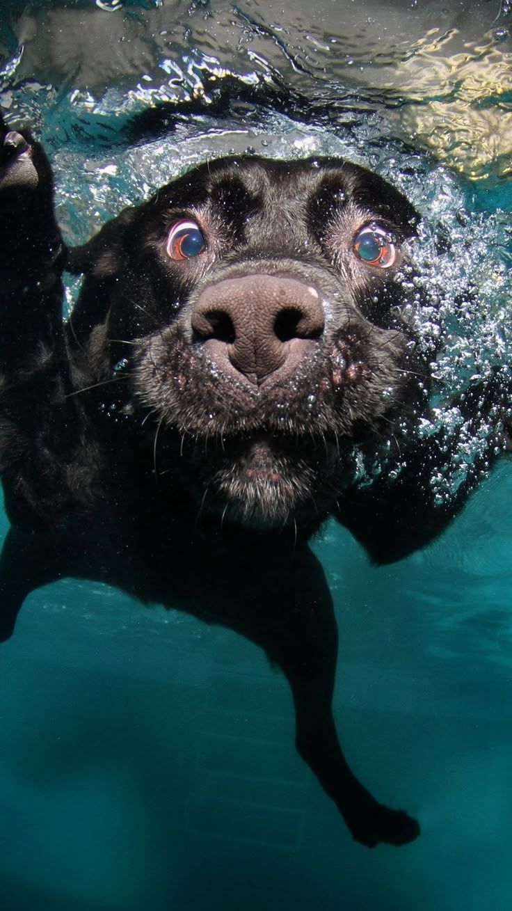 736x1309 Download Wallpaper 938x1668 Dog, Black, Underwater, Swimming, Water Iphone 8 7 6s 6 For Parallax HD Background