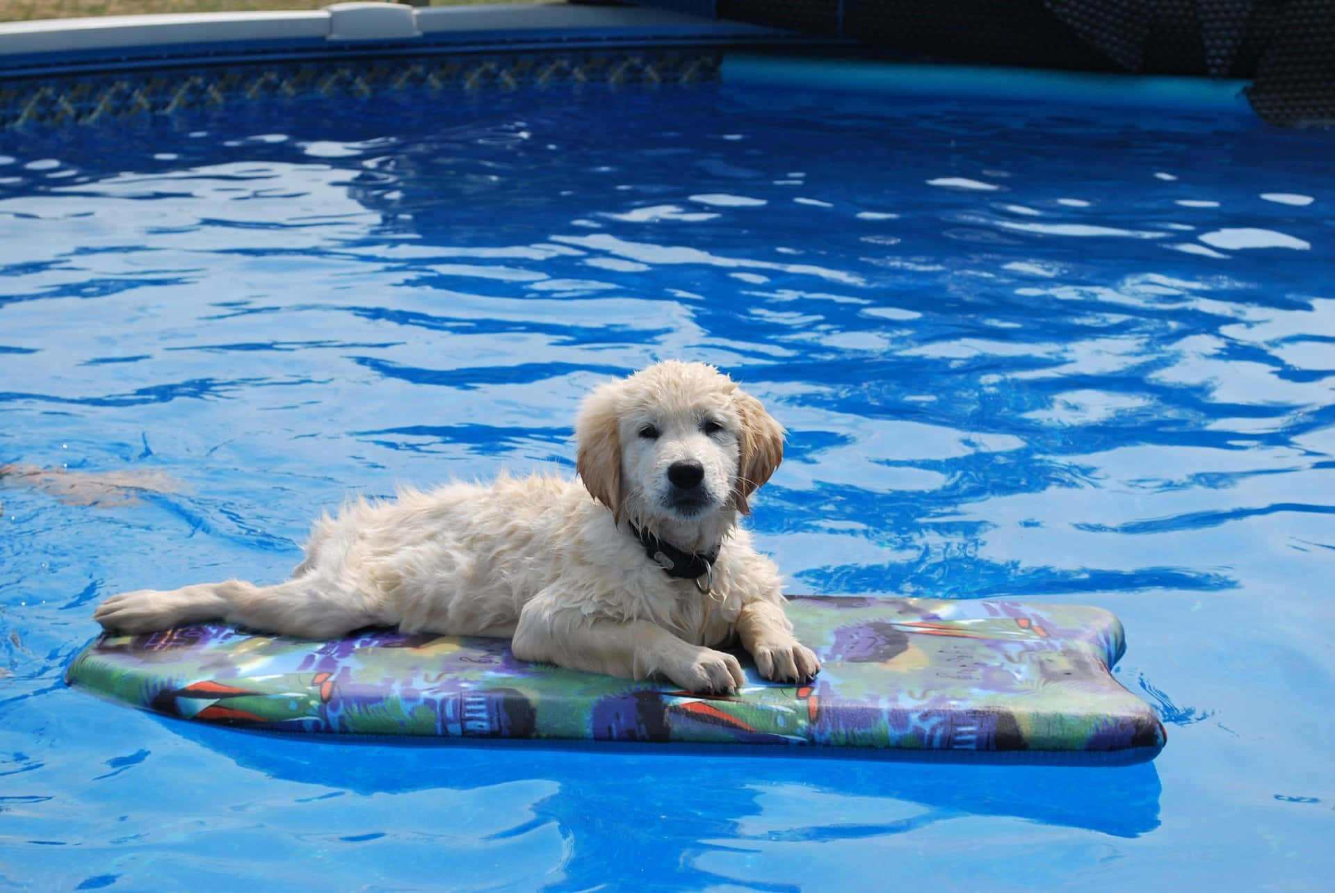 1920x1285 Swimming Dog Wallpaper