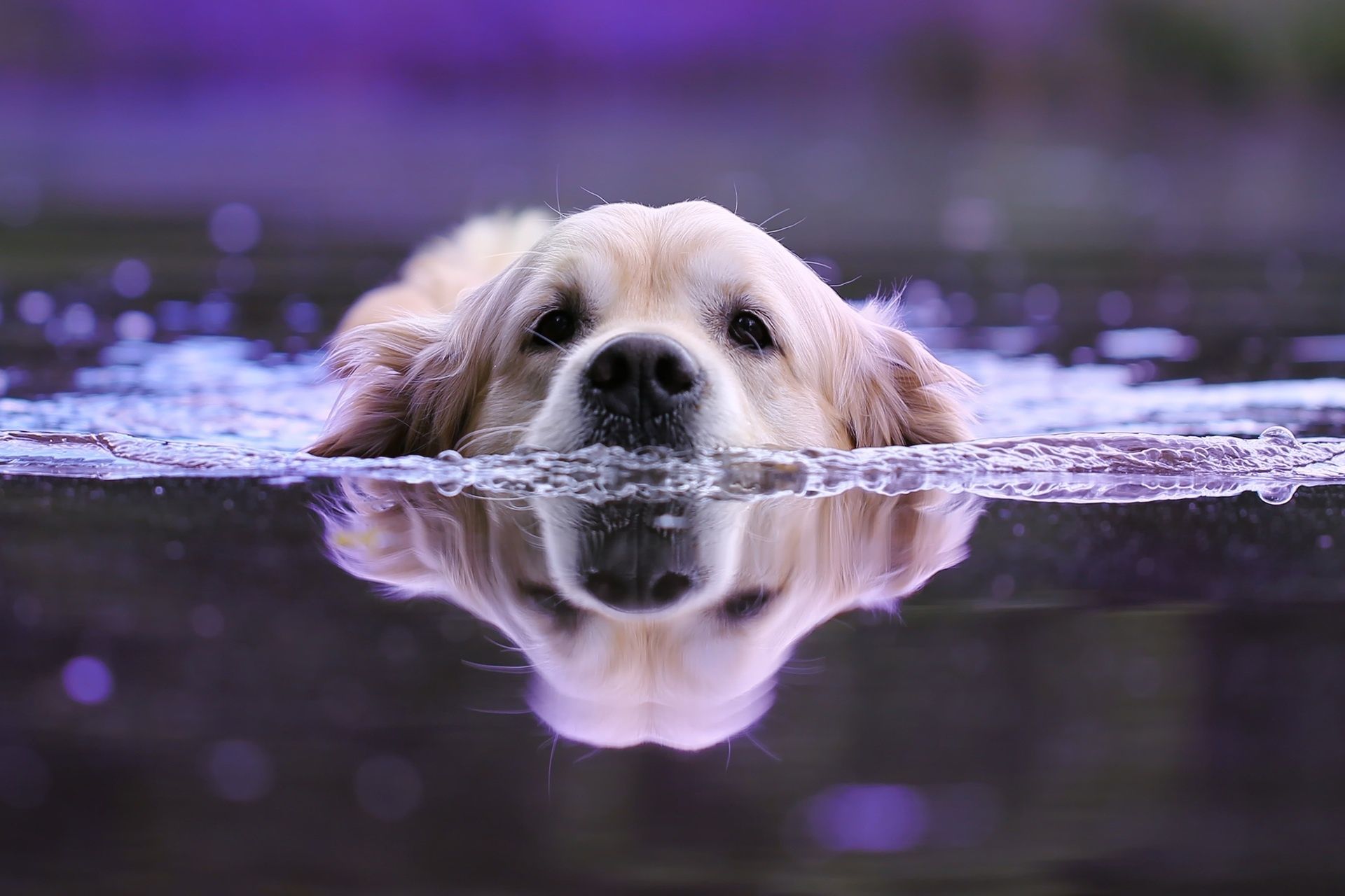 1920x1280 Wallpaper water, animal, dog, head, swimmer, dog, bokeh, Retriever for mobile and desktop, section собаки, resolution 1920x1280