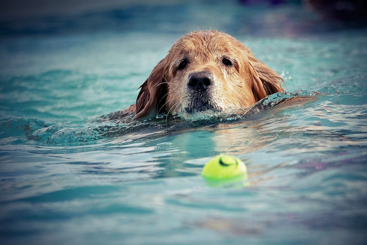 1280x853 Dog Swim Water Wet