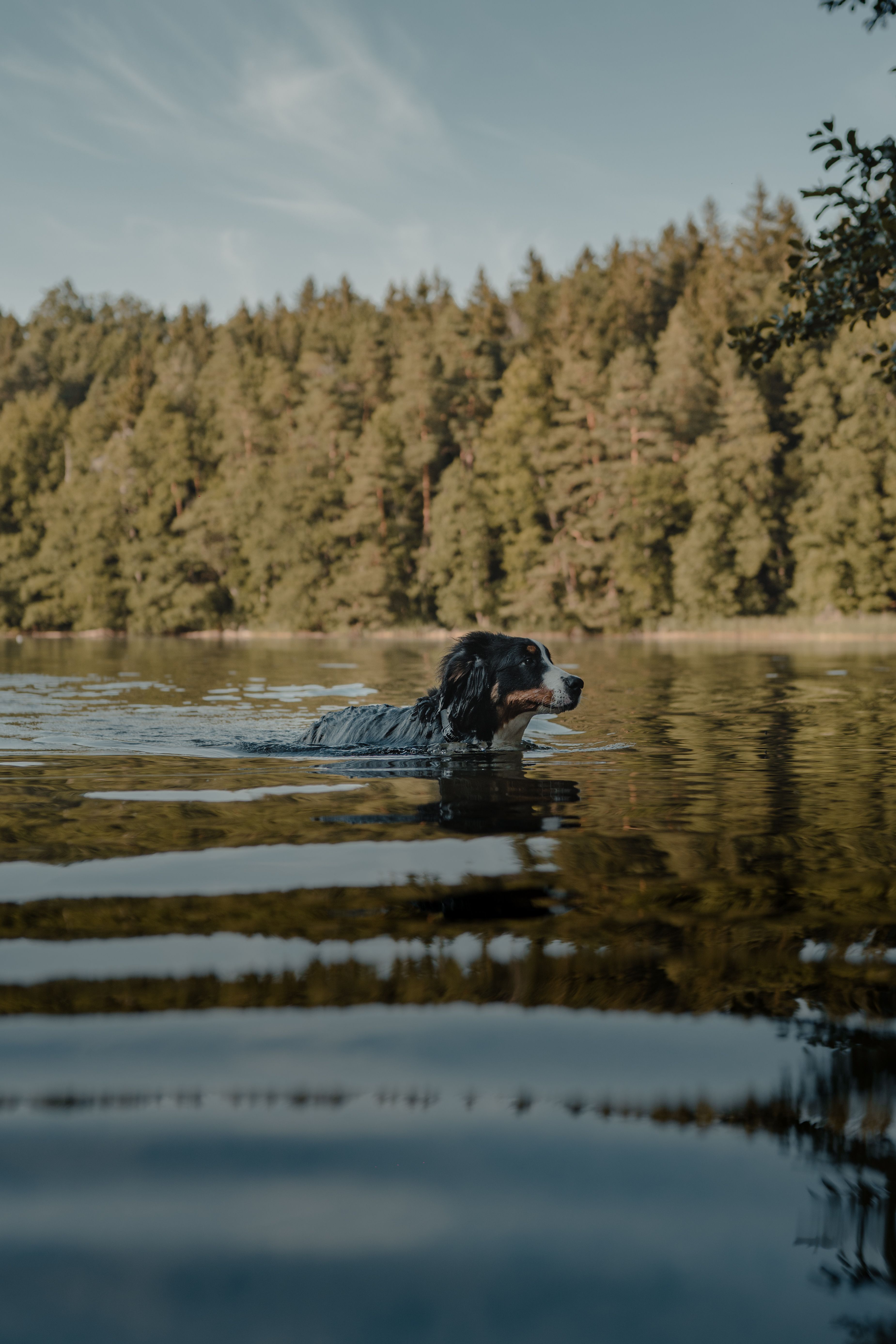3699x5548 Dog Swimming in Lake · Free