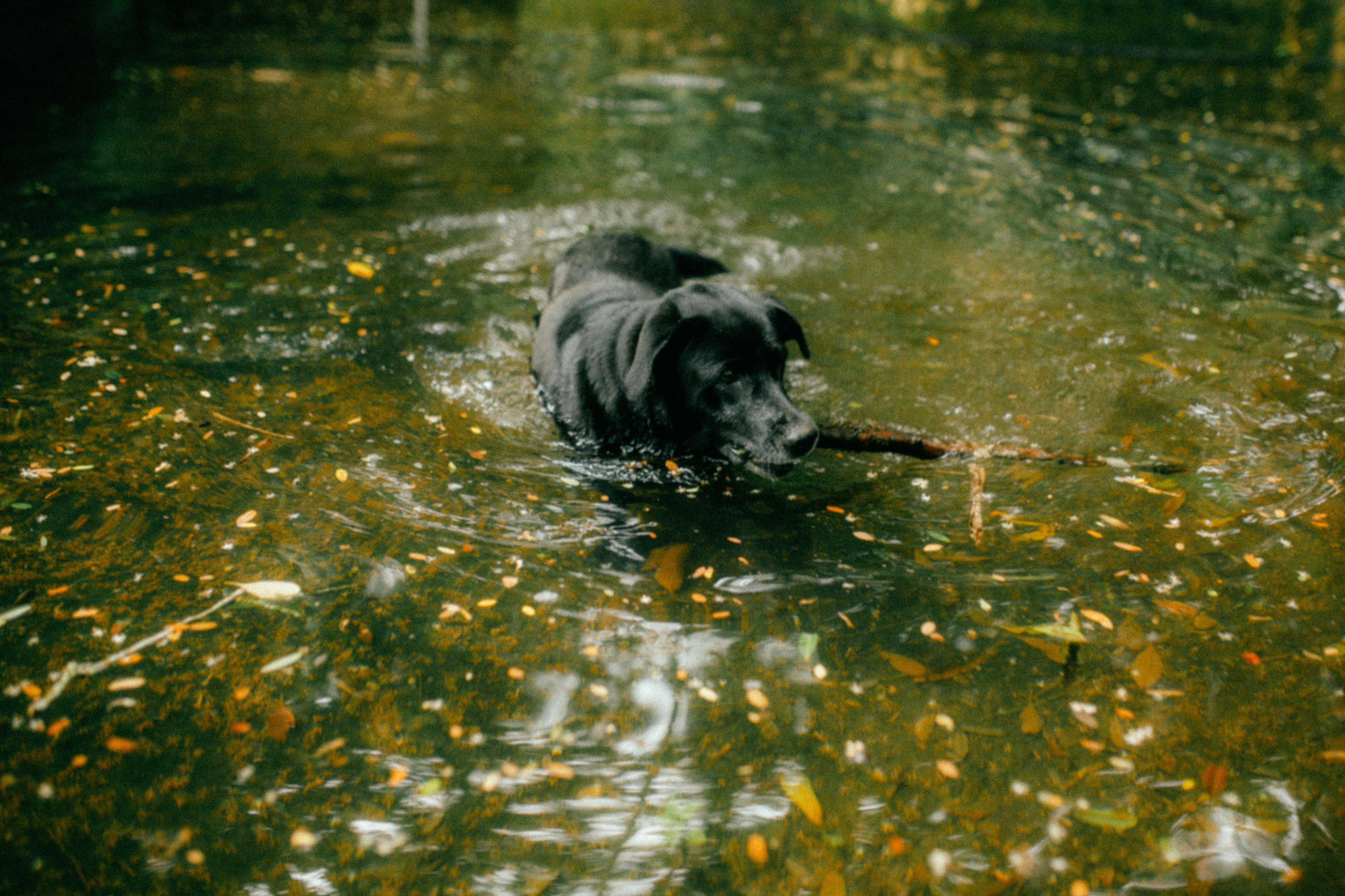 5630x3753 Puppy Dog in Lake Water · Free