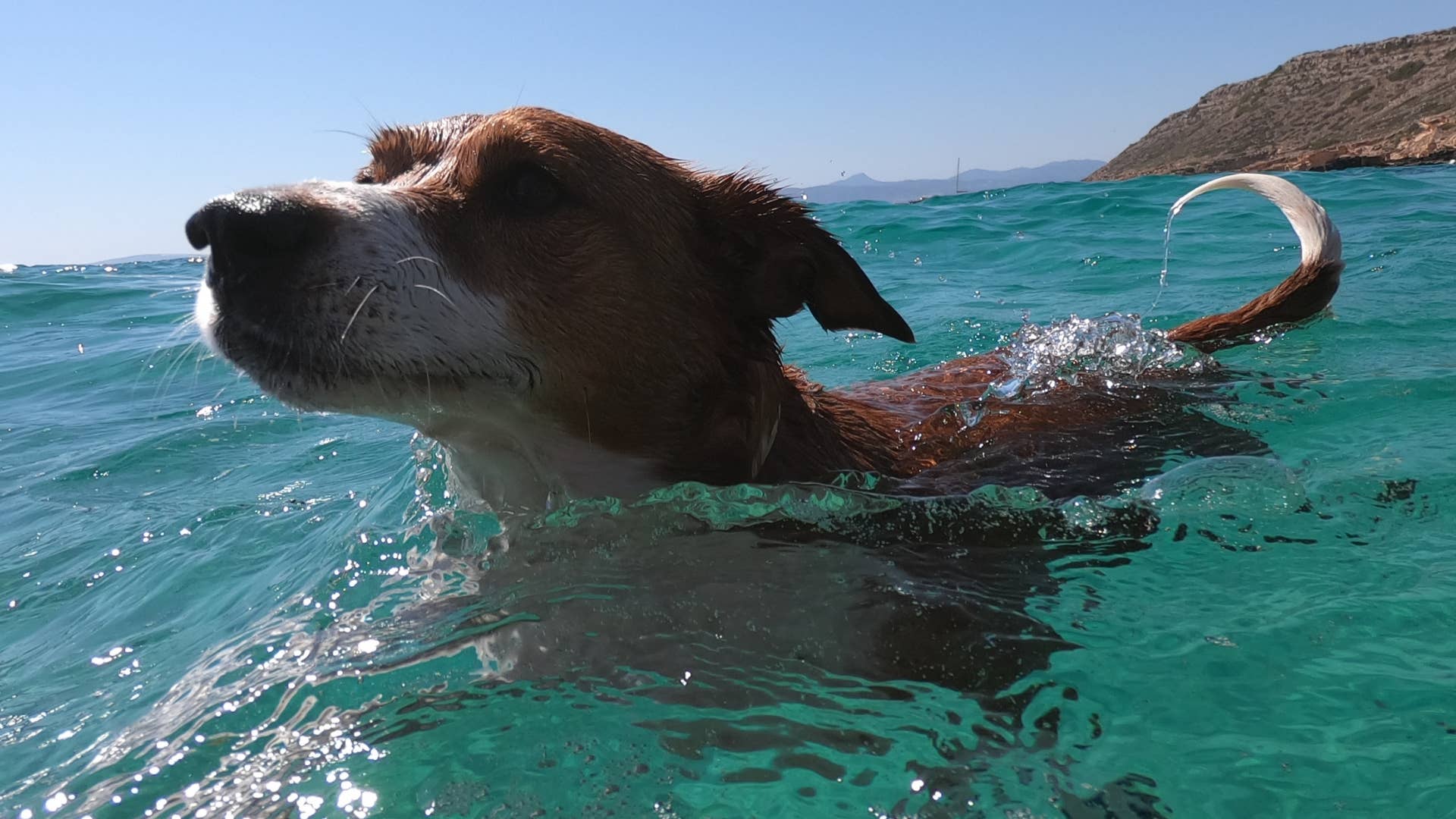 1920x1080 Little Dog's Water Zoomies in the Pool Will Totally Make Your Day