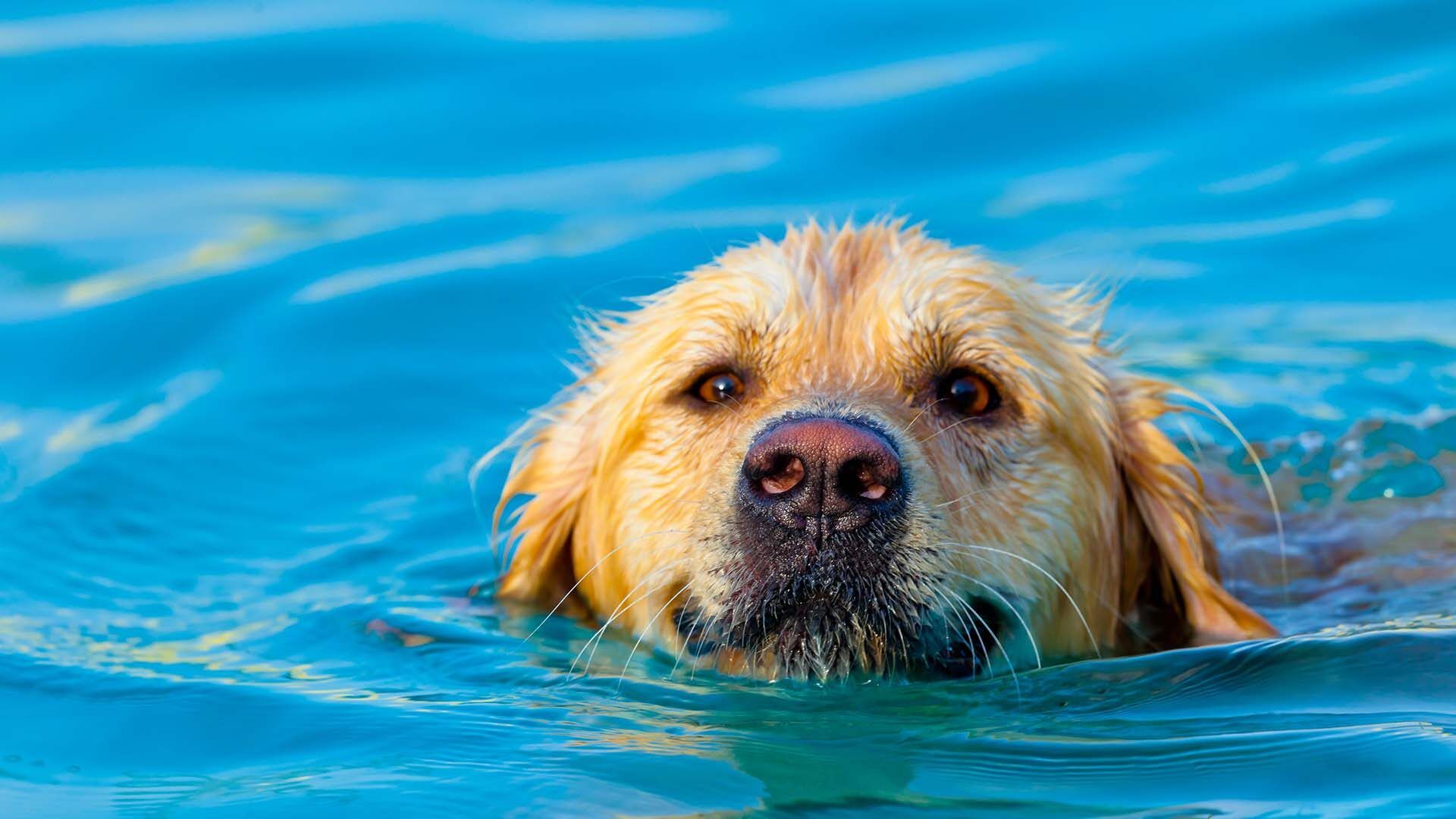 1920x1080 Pool Safety for Dogs Pool Builder Pools & Spas