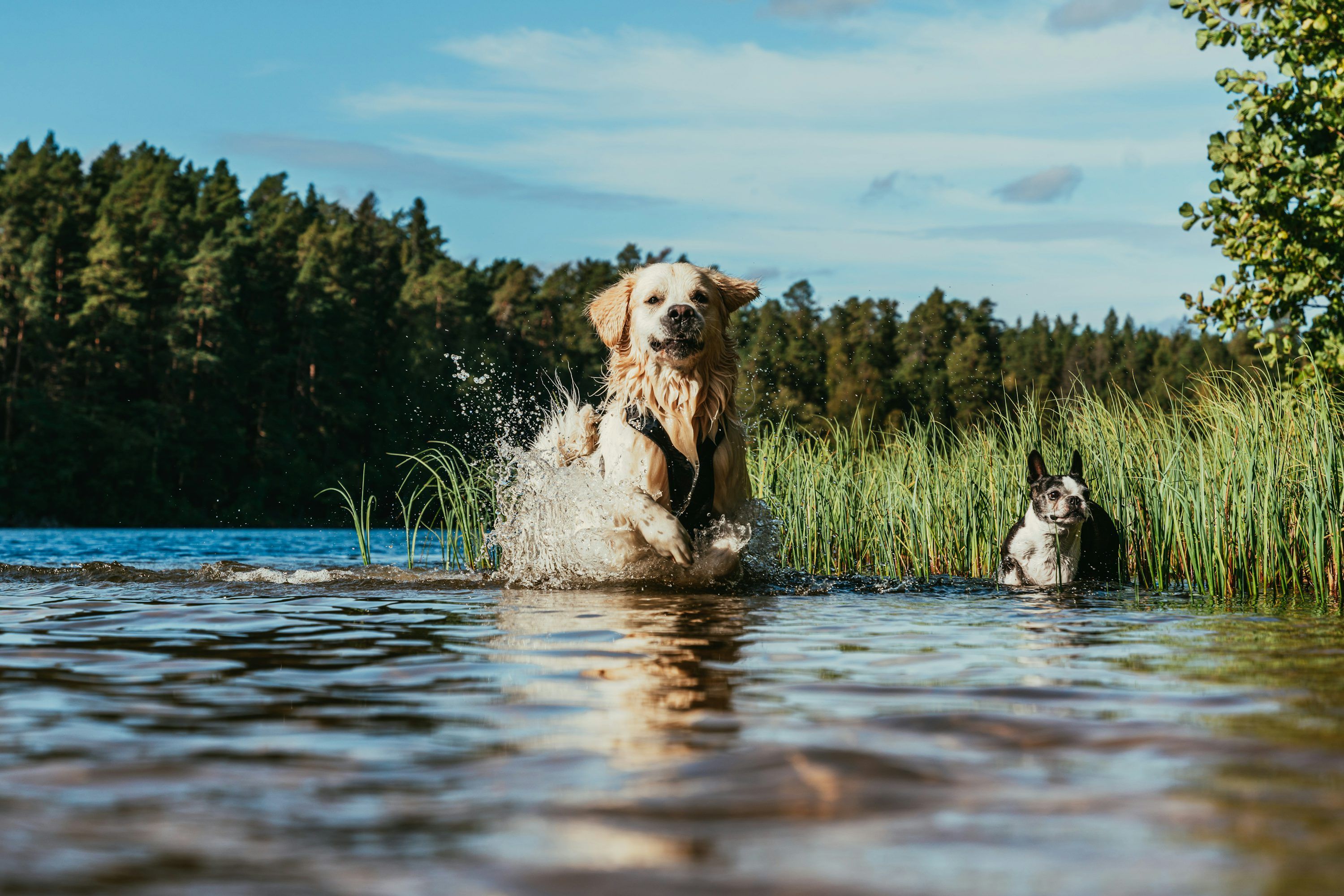 3000x2001 A dog and a cat playing in the water photo