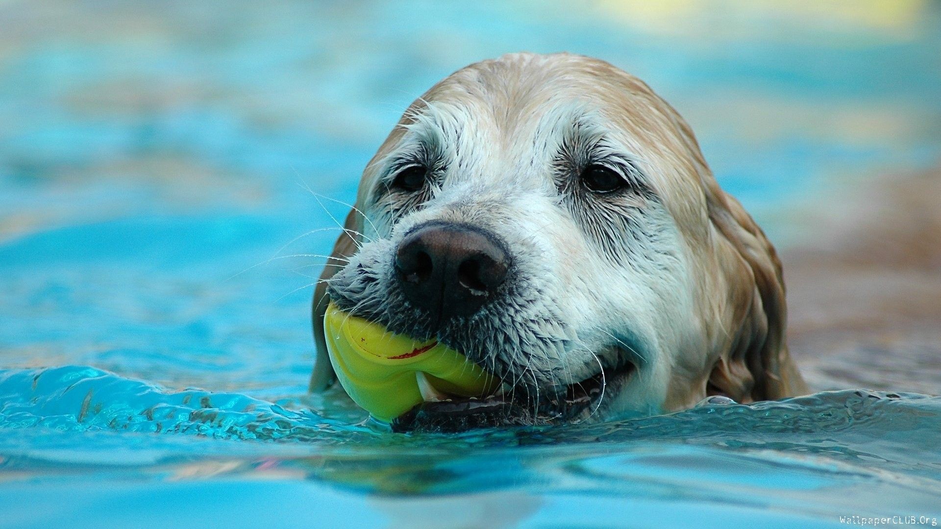 1920x1080 animals, Dogs, Swimming Wallpaper HD / Desktop and Mobile Background