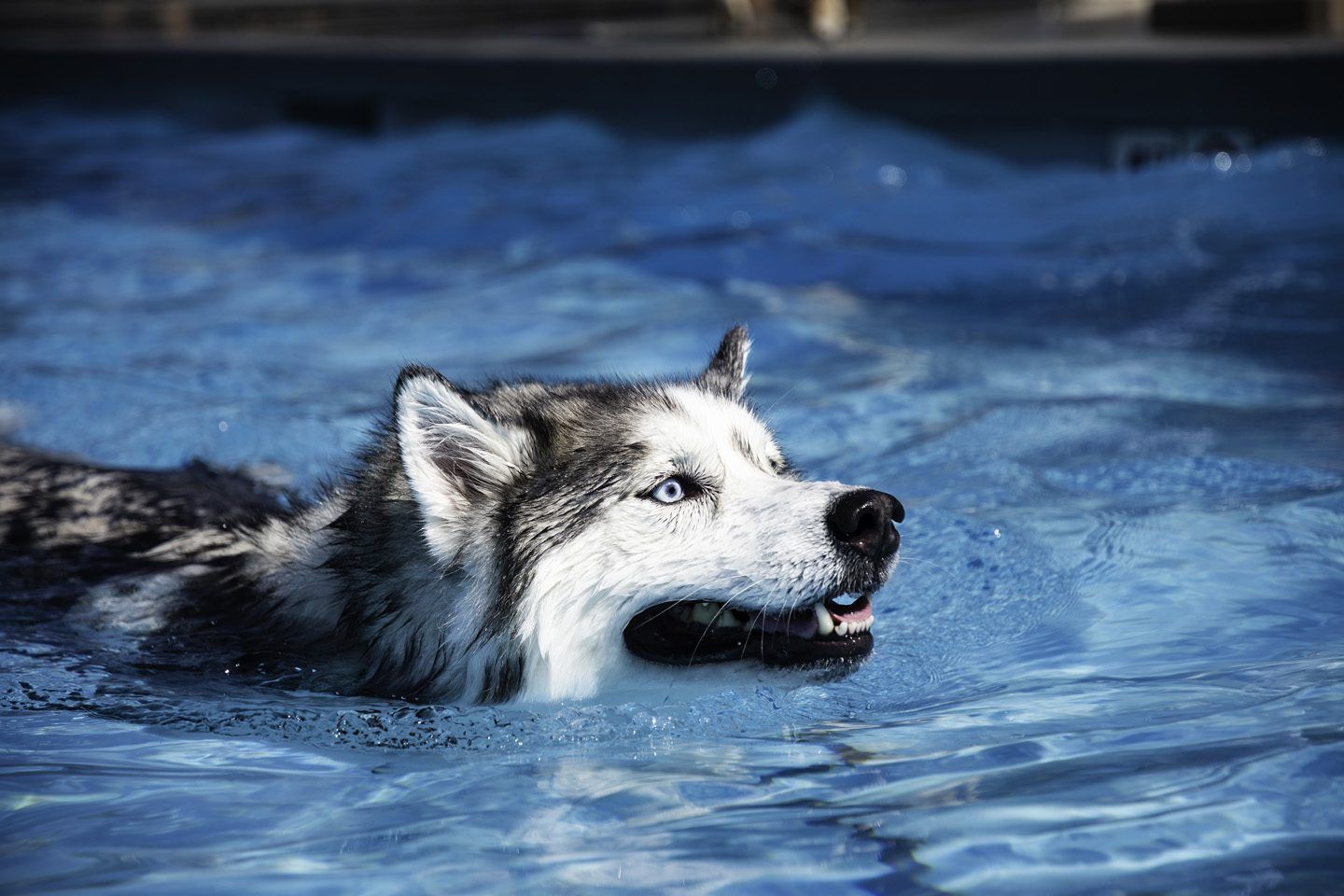 1440x960 Pups in the Pool Vista Animal Shelter