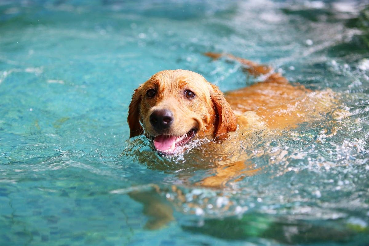 1200x800 Dogs in the Swimming Pool Pools & Spas