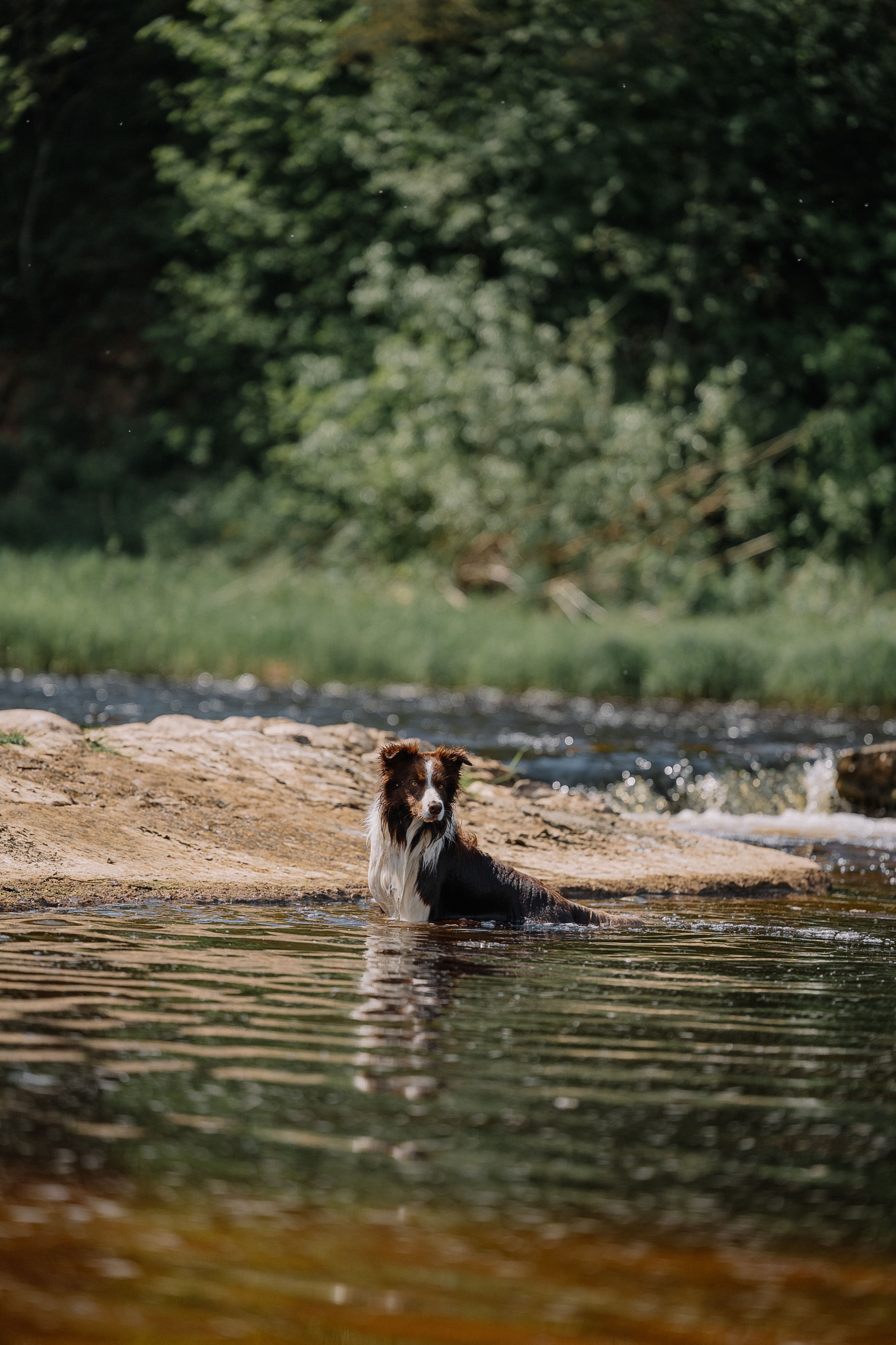 3648x5472 Dog Swimming in Lake · Free