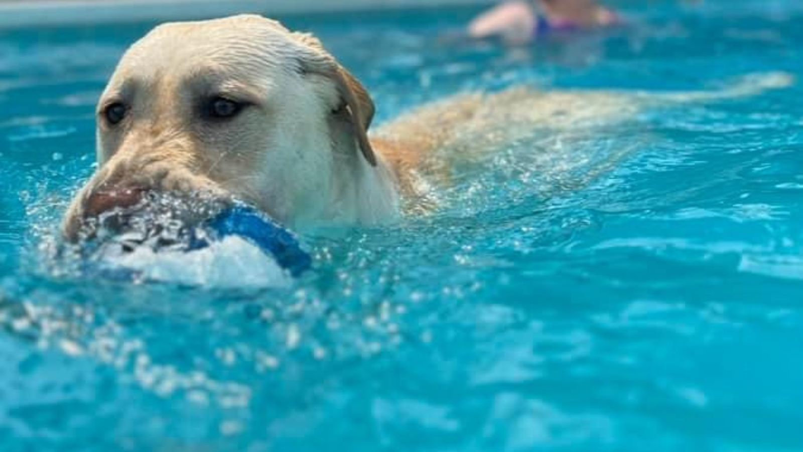 1600x900 Making Your Pool Dog Friendly: Safety, Materials, And Maintenance Tips