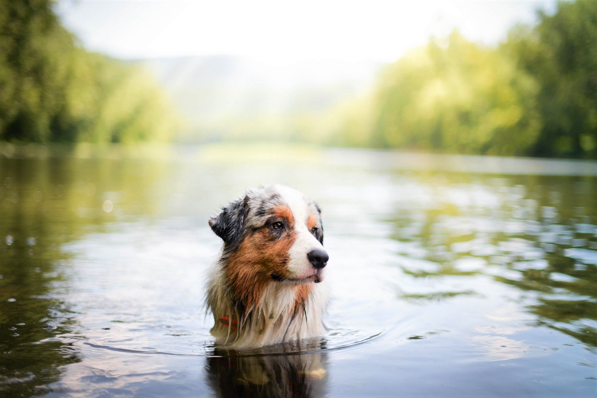 2048x1367 Download Depth Of Field Swimming Lake Dog Animal Australian Shepherd HD Wallpaperx1367