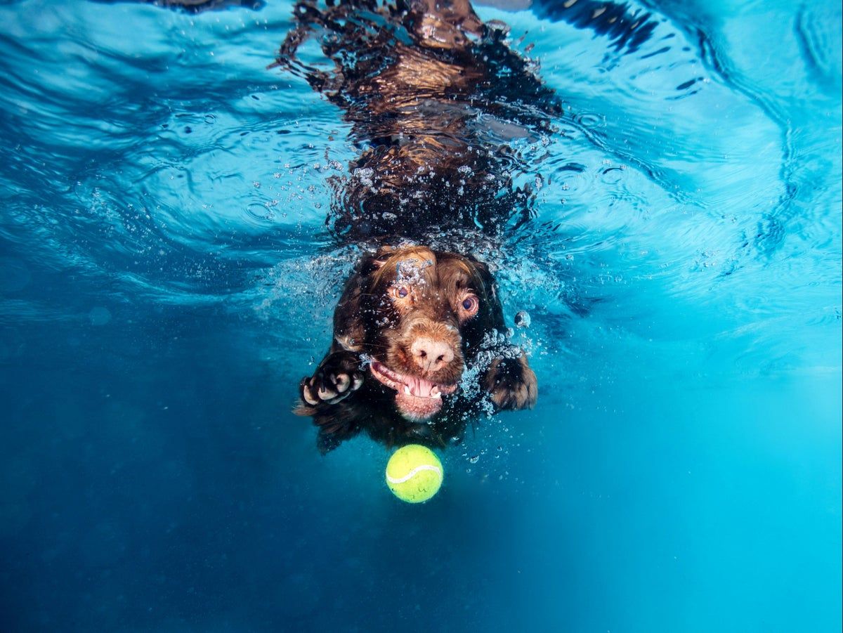 1200x901 Making a splash: Dogs diving into their very own underwater photohoot