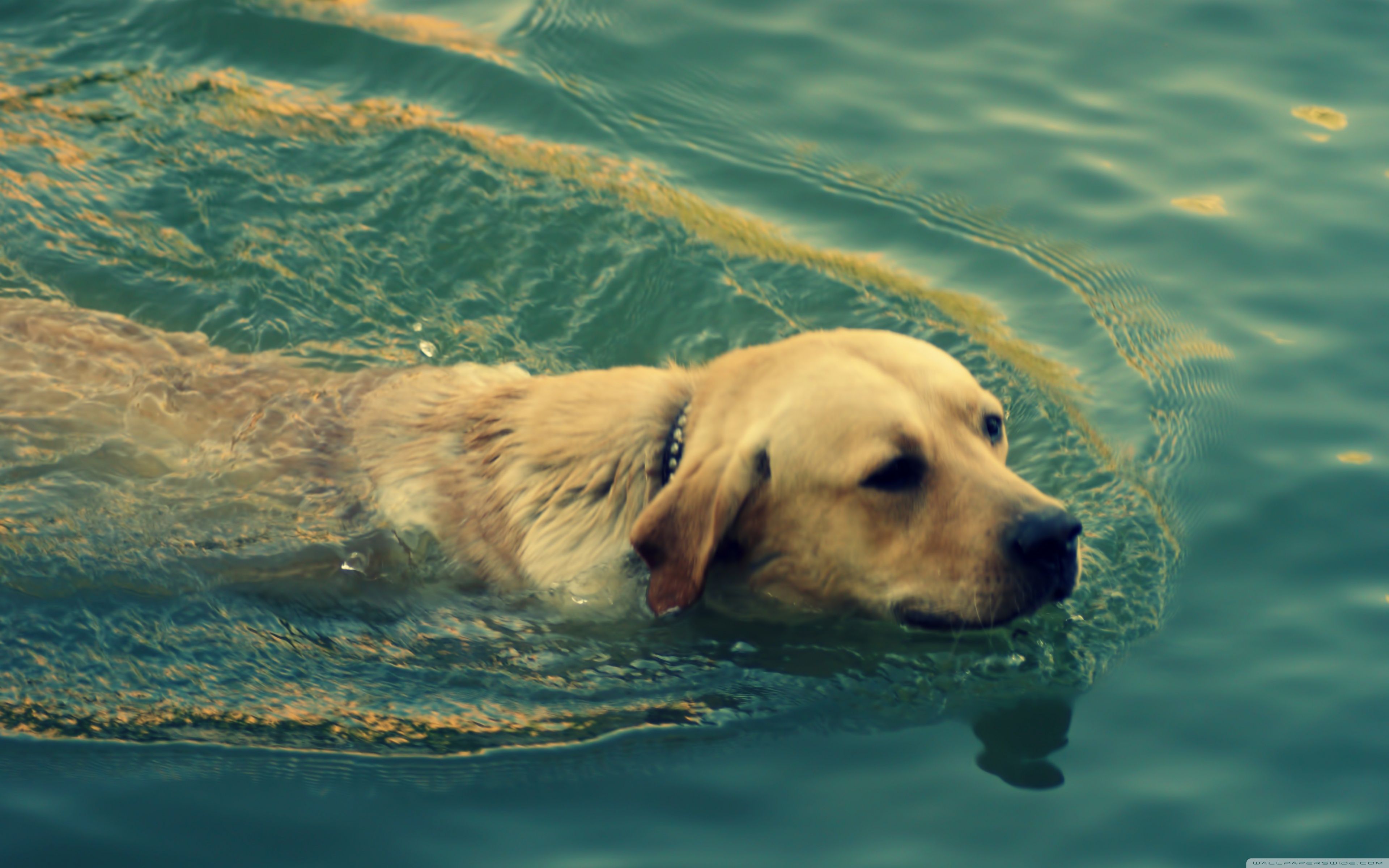 3840x2400 Dog Swimming 4K UHD Wallpaper for UltraHD Desktop and TV : Widescreen and UltraWide Display : Dual Monitor : Smartphone and Tablet Devices